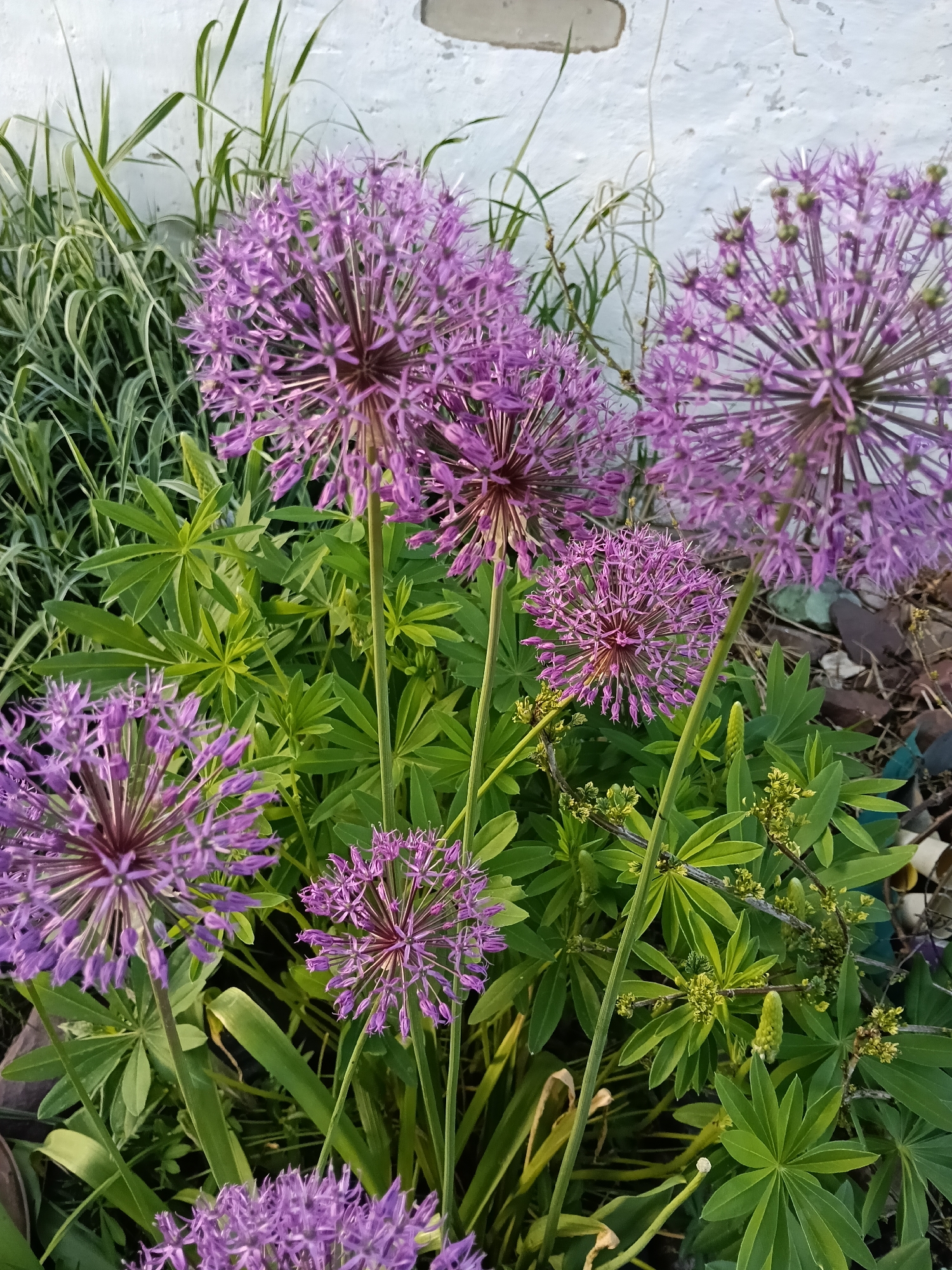 The image shows a cluster of purple allium flowers in full bloom, interspersed with green foliage. The flowers are spherical in shape, consisting of numerous tiny florets radiating from a central point. The leaves are a mix of slender blades and wider, palmate shapes. In the background, a white wall is visible, along with some decorative stones and wood chips scattered on the ground. The location is not specified in the image itself.