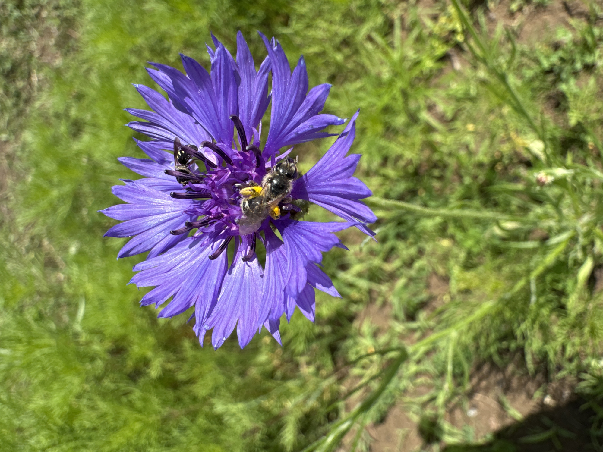 A close-up, high-angle shot captures a vibrant purple cornflower in bloom, set against a softly blurred backdrop of lush green grass. Three bees are actively engaged with the flower. One bee is perched on the uppermost petals, while two others are nestled deep within the flower's center, their bodies dusted with yellow pollen. The scene appears to be in a garden or meadow within Мичуринское, Russia, indicated by the presence of typical flora for the region.
