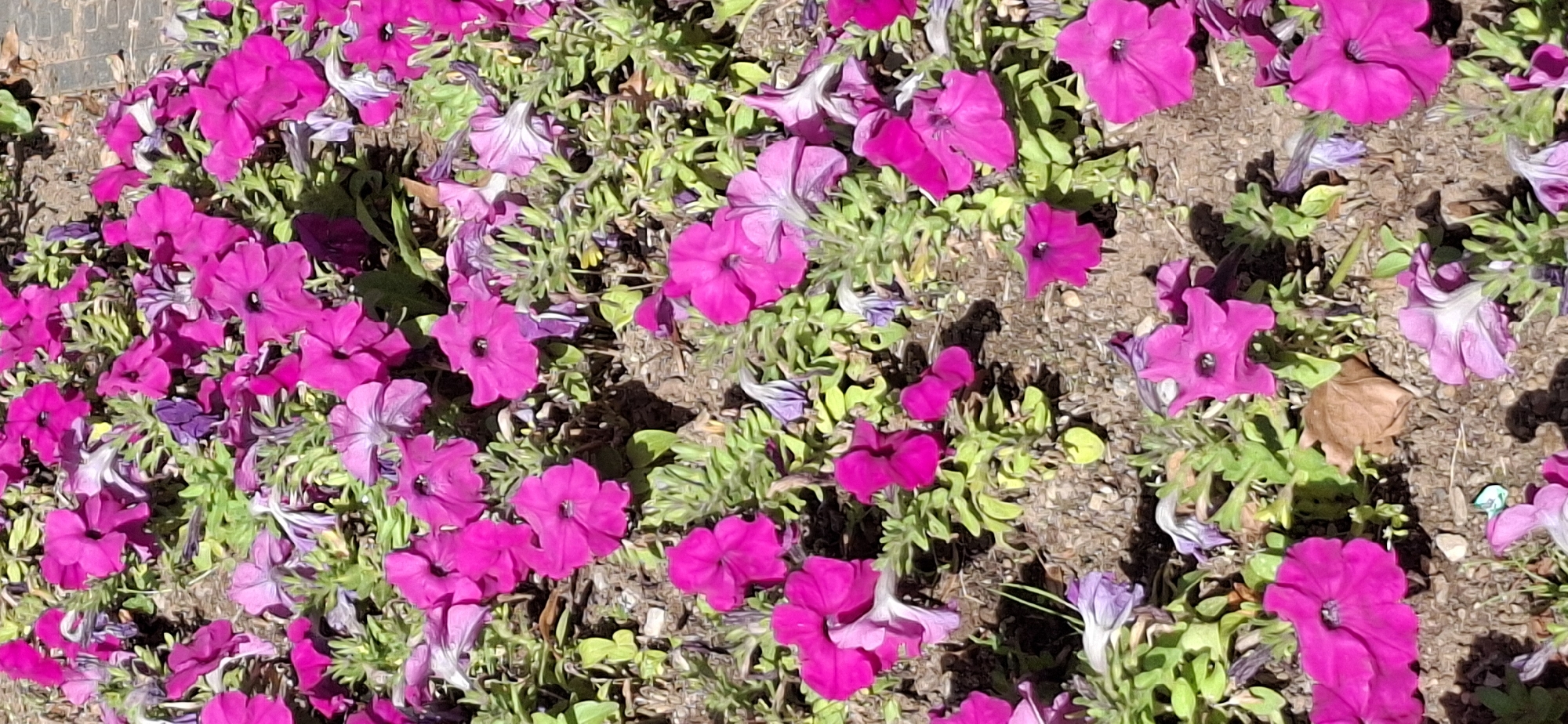 The image shows a close-up, overhead view of a flower bed filled with numerous bright pink and purple petunias. The flowers are densely packed and vary in bloom stage, with some fully open and others partially closed or wilted. Green foliage is interspersed among the flowers, and the ground beneath appears to be a mix of soil and small pebbles. The lighting suggests it is daytime, with some shadows cast by the flowers and foliage. The scene appears to be an outdoor setting, possibly a park or garden area within a city, though no specific landmarks or identifying features of Sofia, Bulgaria are visible.