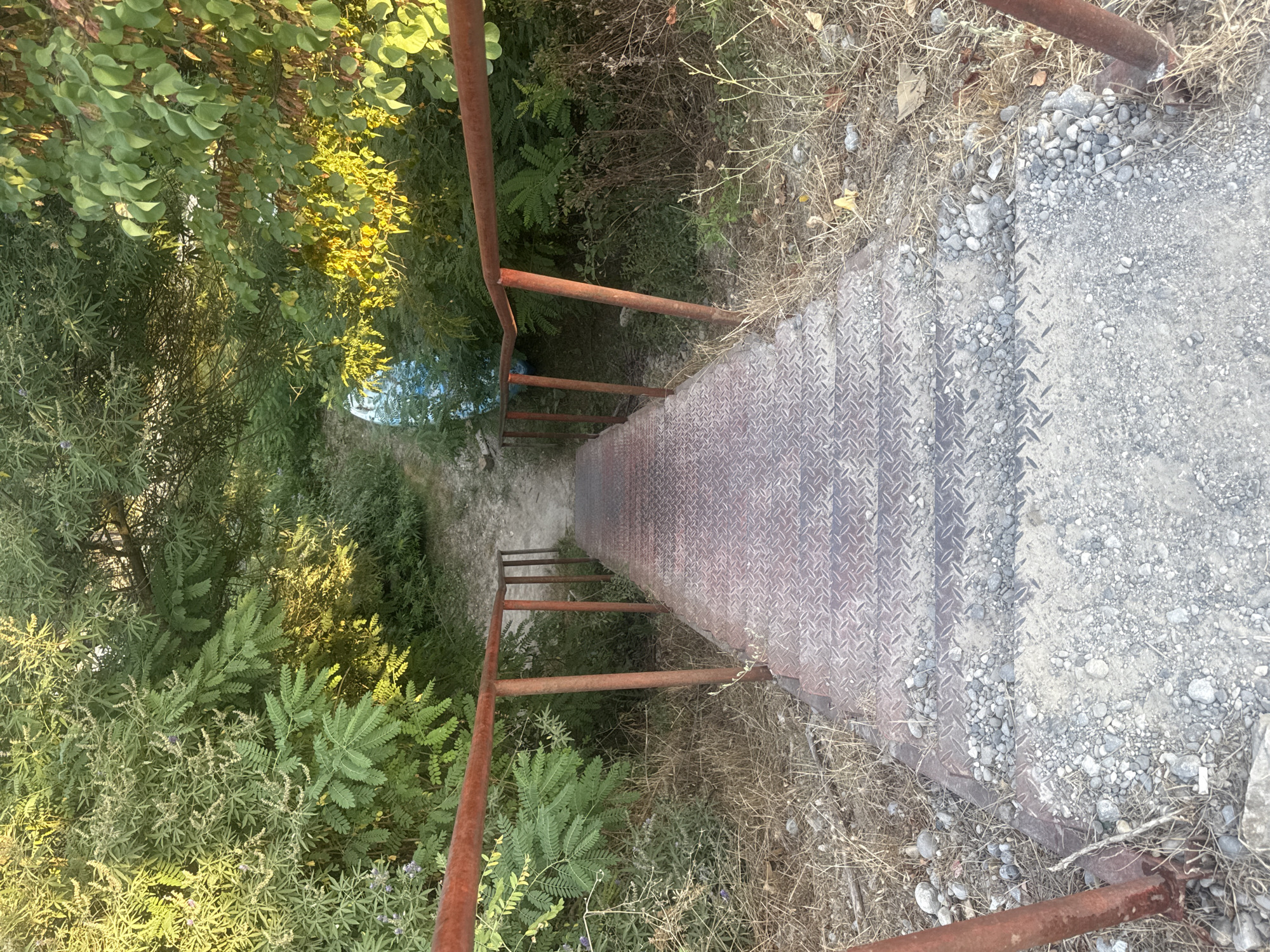 This is a top-down, slightly angled view of a metal staircase descending into lush greenery. The staircase is made of diamond plate metal, showing signs of rust, and is bordered by red metal railings, also showing rust. The stairs lead downwards into a dense area of various green plants, some with large, rounded leaves and others with finer, fern-like foliage. Sunlight filters through the leaves, creating patches of bright yellow and shadow.
To the right of the stairs, the ground is covered with dry grass, small grey pebbles, and some scattered larger stones. This area appears drier and more arid than the shaded area to the left. A portion of a blue object, possibly a tarp or plastic sheeting, is visible at the bottom of the stairs, peeking out from the vegetation.
The scene suggests an outdoor setting, likely a pathway or access point to a natural area. The time of day appears to be late afternoon or early evening, given the warm, golden quality of the light hitting the leaves. The weather seems to be fair. There is no visible text in the image. The overall impression is one of a functional, somewhat weathered pathway leading into a vibrant natural landscape.