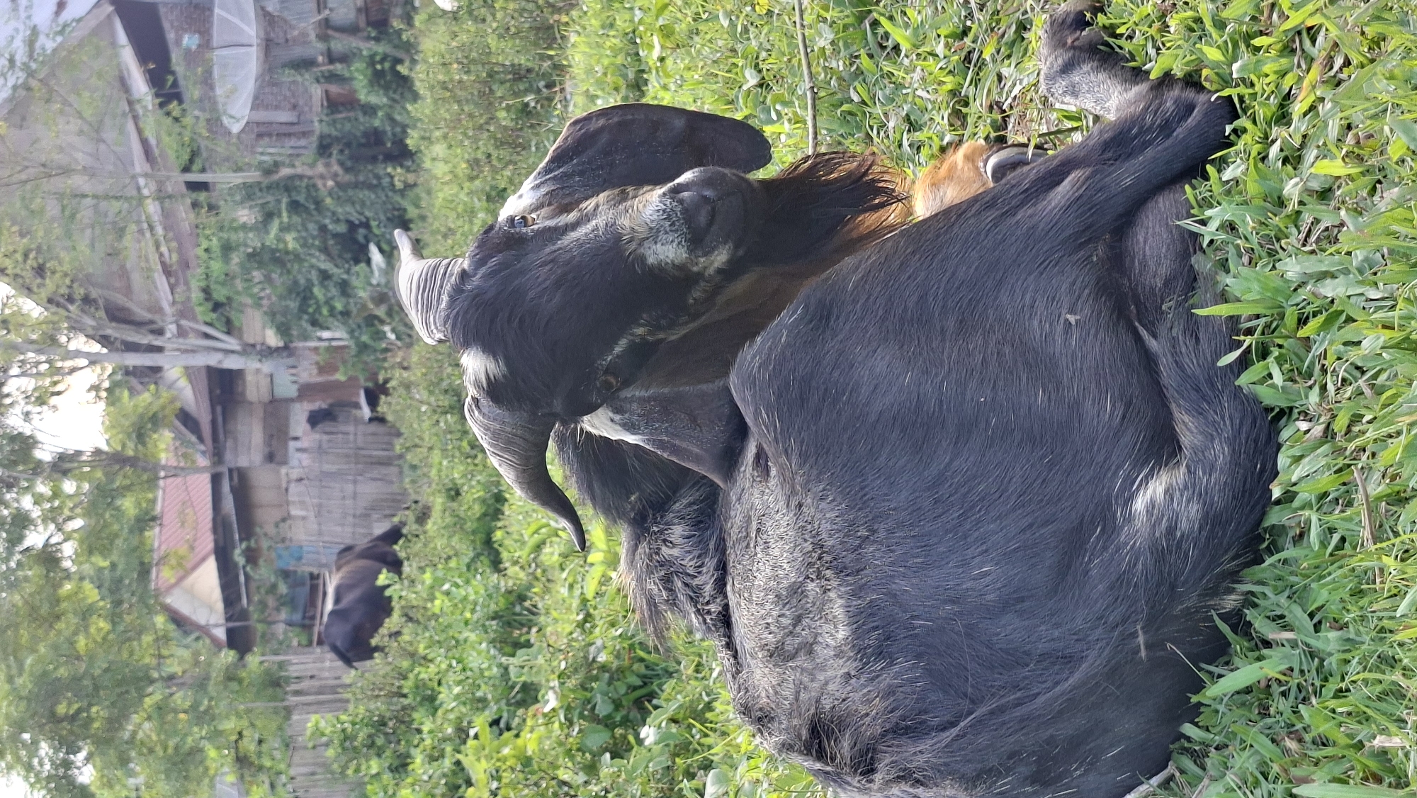 The image depicts a black goat resting on grassy ground. The goat is positioned facing the viewer, with its head turned slightly to the right. Its horns are curved upwards, and its ears are long and floppy. The goat has a beard and appears to be in a relaxed state. In the background, there are several buildings with wooden fences, trees, and greenery, suggesting a rural or semi-rural setting. Another dark-colored animal, possibly a cow, is visible in the distance grazing in a field. The environment appears to be an outdoor area, with ample sunlight illuminating the scene. The overall impression is one of a calm, pastoral moment.
