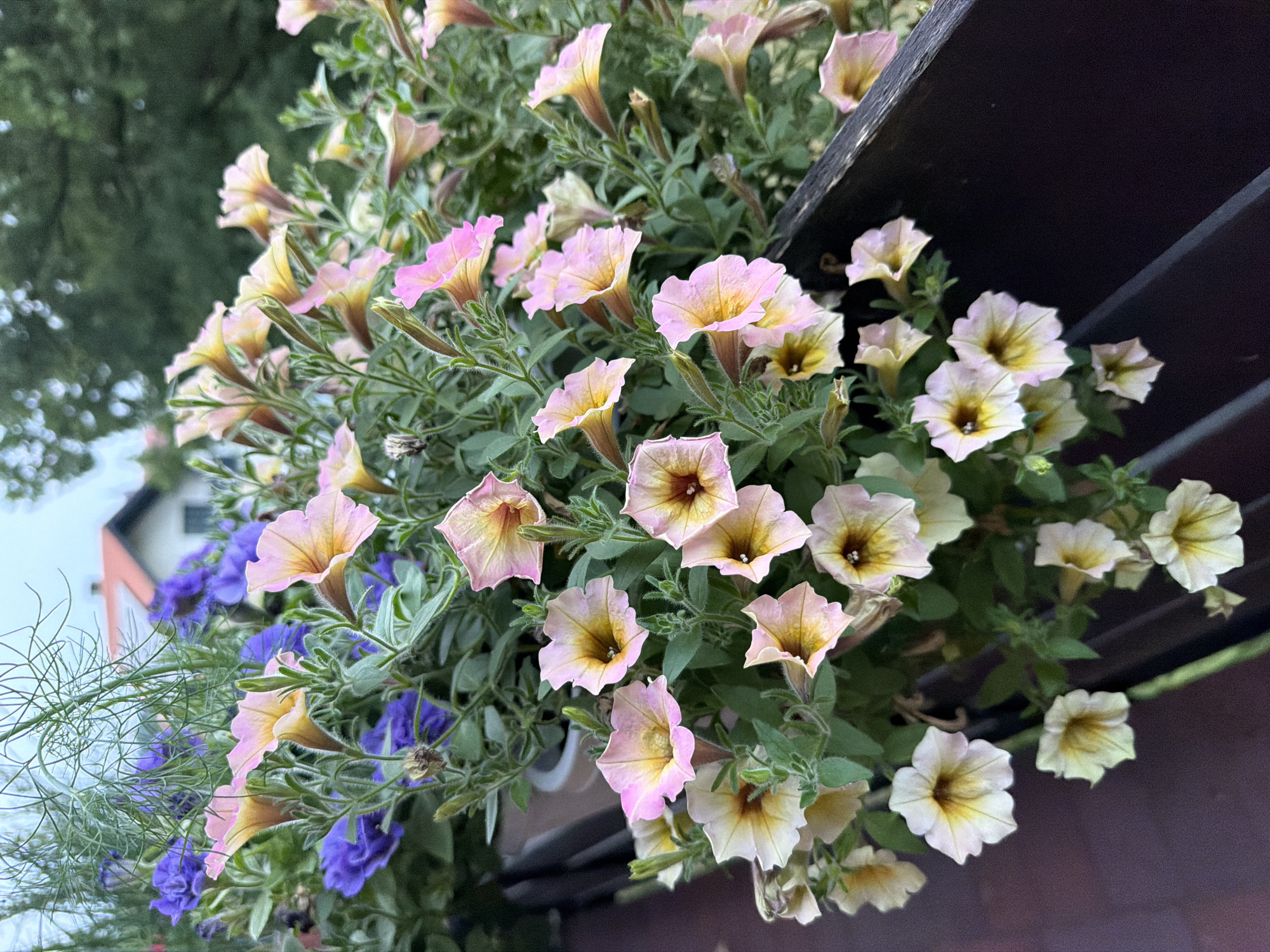 The image shows a close-up view of a planter box filled with petunias. The petunias are a mix of light pink and yellow, with some darker centers. There are also some blue flowers in the background, possibly lobelia. The planter box is made of dark wood and appears to be on a balcony or patio. In the background, there is a house with a red tile roof and some trees. The sky is overcast. The scene is located in Creußen, Germany.