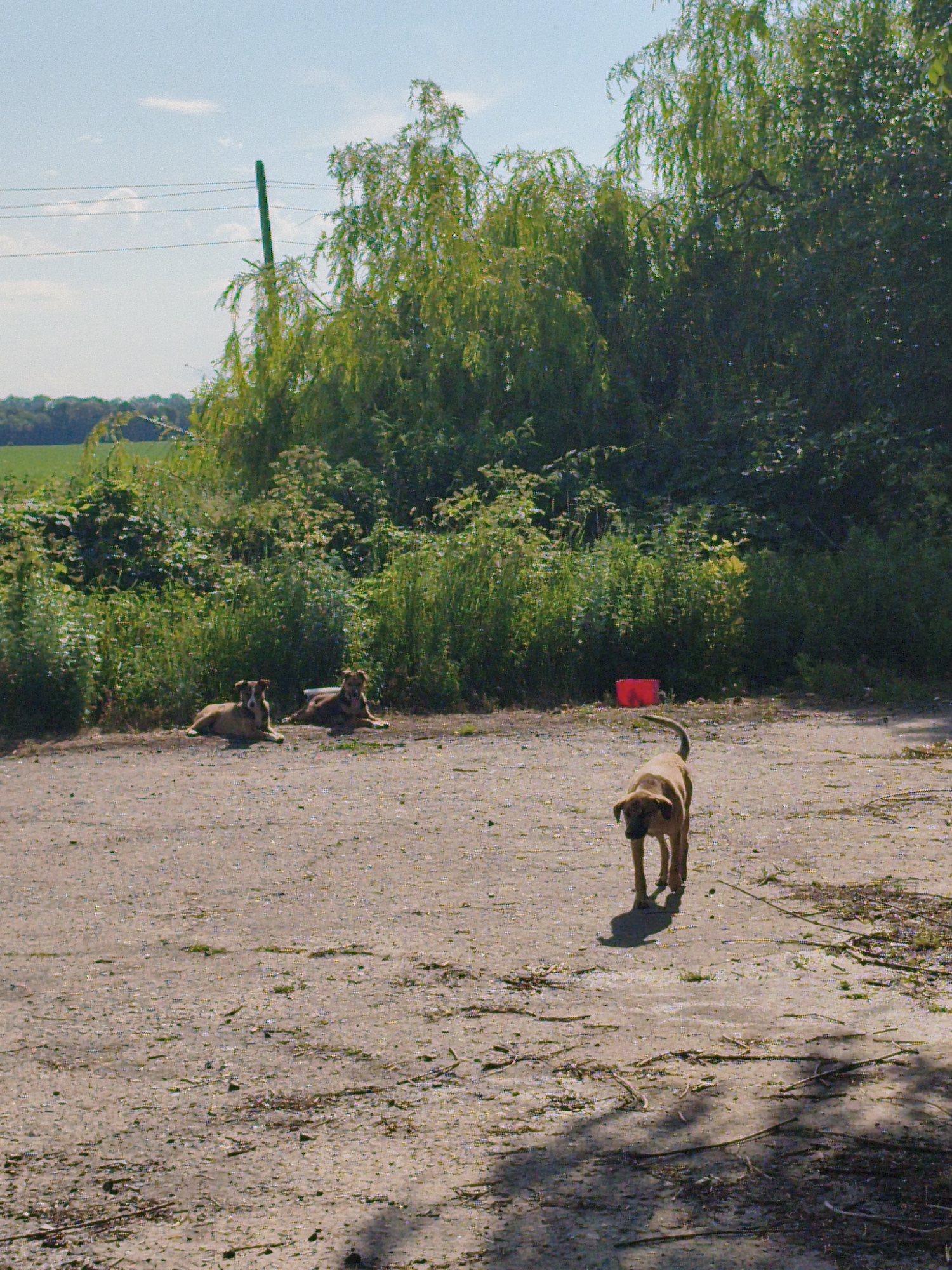 In Psilske, Ukraine, on a bright, sunny day, three dogs are visible in an outdoor, rural setting. Two dogs are lying down on a dusty path near a dense green shrubbery, while a third dog stands and walks away from the camera towards the right side of the frame. The background includes a field, trees, and a bright blue sky with wispy clouds. A red bucket is present near the shrubbery. The scene appears to be an unpaved area, possibly a yard or a rural road.