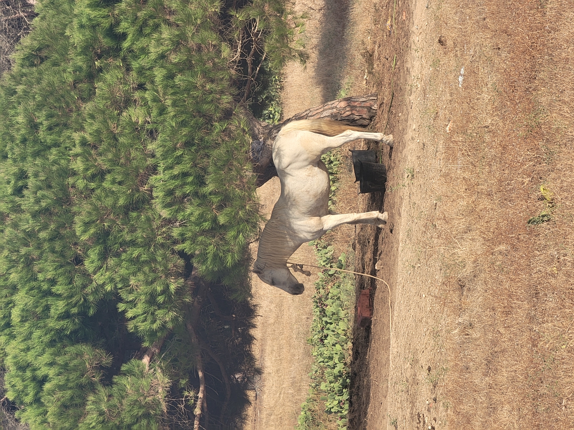 A pale horse stands in the shade of a large pine tree. The horse is facing left, with its head lowered and a rope tied around its neck. The ground is dry and covered with straw-colored grass and some sparse green vegetation. In the background, there are prickly pear cacti and some dark buckets. A red object, possibly a trough, is visible near the horse's front legs. The scene is set in a rural area, potentially on the outskirts of Quarteira, Portugal, given the Mediterranean vegetation. The lighting suggests it is daytime, with shadows cast by the tree.