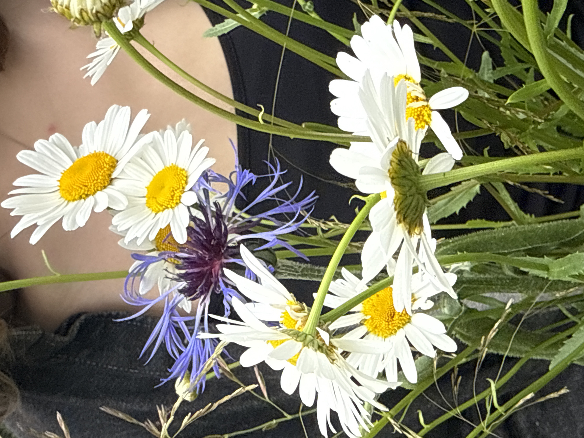 In Voeikovo, Russia, a close-up shot captures a bouquet of wildflowers, primarily daisies with bright yellow centers and white petals, intertwined with delicate purple and blue cornflowers. The flowers are held in front of a person wearing a dark, possibly black, top. The background is blurred, with hints of skin tone suggesting the person's neck and shoulder. The lighting is natural, creating soft shadows and highlighting the vibrant colors of the blossoms. Some blades of grass and dried plant stalks are also visible within the bouquet, adding to its rustic charm.