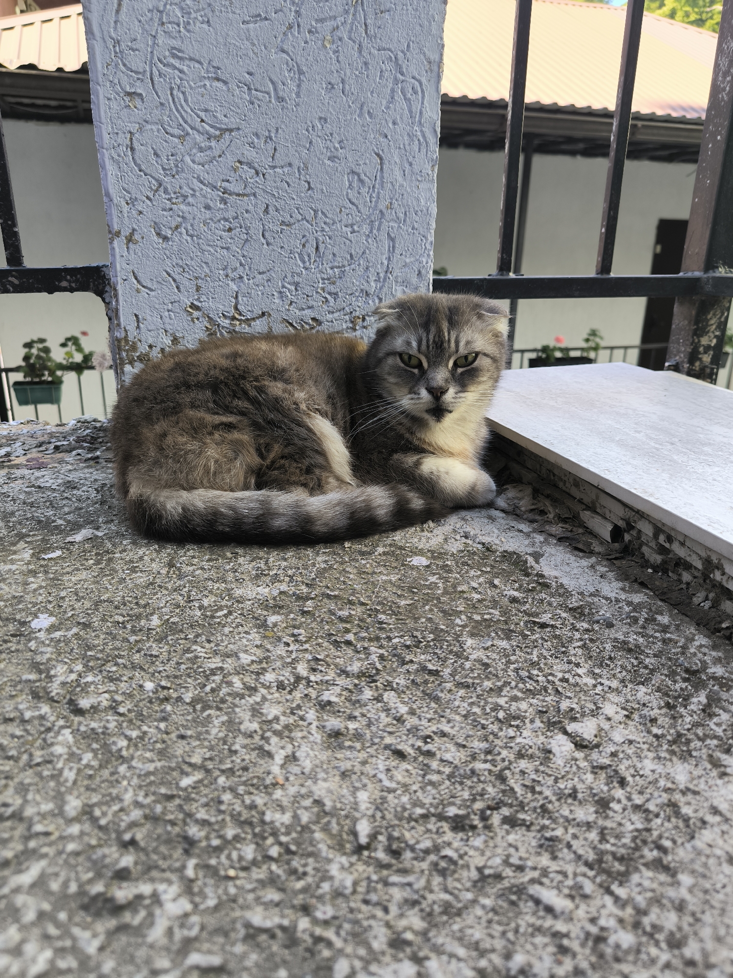 A grey and brown tabby cat with folded ears is lying curled up on a rough concrete surface in Sochi, Russia. The cat is positioned on the left side of the frame, facing slightly towards the camera with its head up. Behind the cat, a textured light grey pillar is visible, partially obscured by a dark metal fence. Beyond the fence, a building with a cream-colored roof and windows can be seen, along with some greenery in planters. To the right of the cat, a stack of white tiles or stone slabs rests on the concrete. The overall environment appears to be an outdoor urban setting, possibly a courtyard or a walkway.