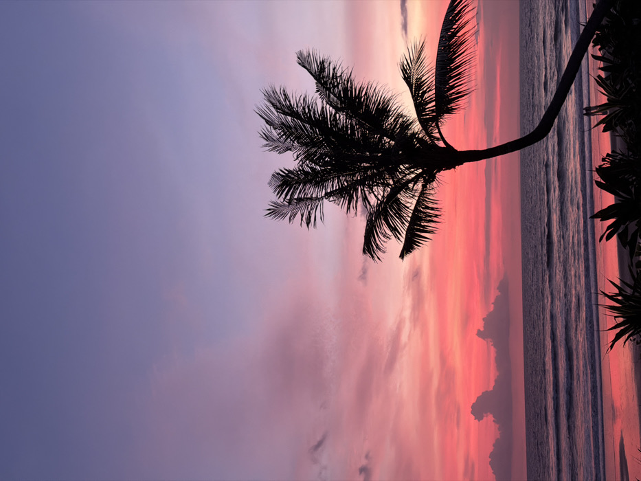 The image depicts a coastal scene at sunset in Belalang, Indonesia. The sky displays a dramatic gradient, transitioning from a deep violet-blue at the zenith to vivid pink and orange-red hues towards the horizon. Scattered dark clouds are visible, particularly low on the left. The ocean surface appears dark blue-grey with white-capped waves breaking towards the shore. The wet sand on the beach reflects the intense red and pink colors of the sky. A large, silhouetted palm tree with a distinctly curved trunk dominates the right side of the frame, its fronds sharply outlined against the bright sky. Additional dark, indistinct plant silhouettes are visible along the immediate foreground at the bottom of the image. No people, animals, or structures are present.