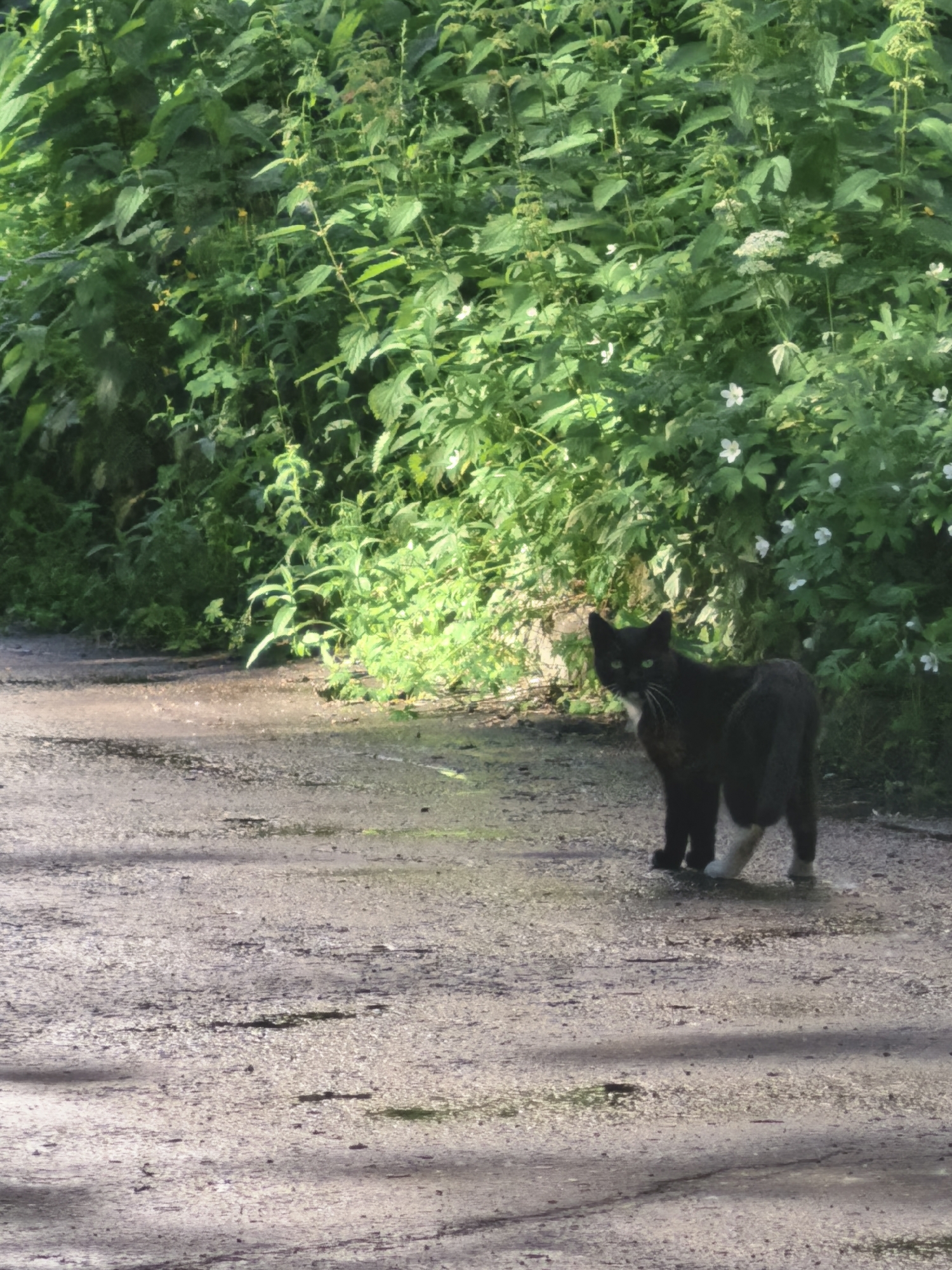 In an outdoor, urban setting with dense green foliage bordering a dirt path, a black cat with white markings on its chest and paws stands on the path facing away from the viewer and looking over its left shoulder. The cat has green eyes and is mostly black with a grey tail. The path is damp in places, suggesting recent rain, and has shadows cast across it from the surrounding vegetation. The foliage appears to be a mix of plants, some with small white flowers. The overall lighting suggests a sunny day.