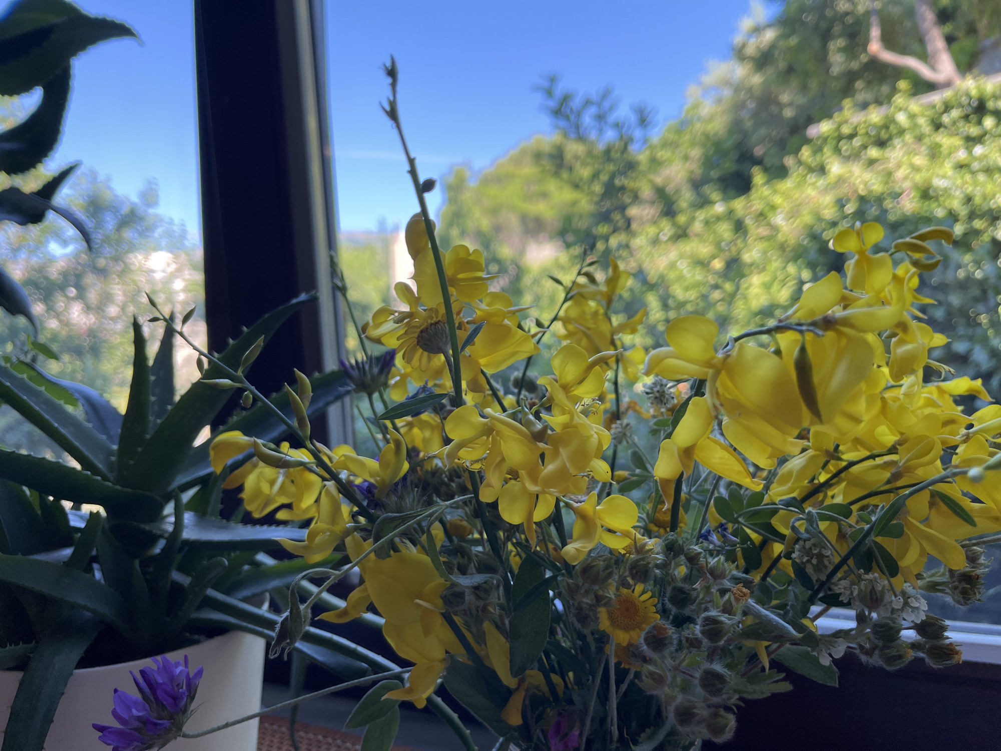 A close-up, eye-level shot focuses on a bouquet of bright yellow flowers and some greenery, positioned in front of a window. The flowers are the primary subject, with their vibrant yellow petals dominating the frame. Among the yellow flowers, a few smaller, purple blossoms are visible, adding a splash of contrasting color. To the left of the bouquet, a portion of an aloe vera plant in a light-colored pot is visible. Beyond the flowers and plants, the window reveals a bright blue sky and lush green trees, suggesting an outdoor environment. The lighting is natural, coming from the window, which creates a slightly backlit effect on the flowers. The scene appears to be indoors, likely in a home, given the presence of houseplants and the windowsill view.