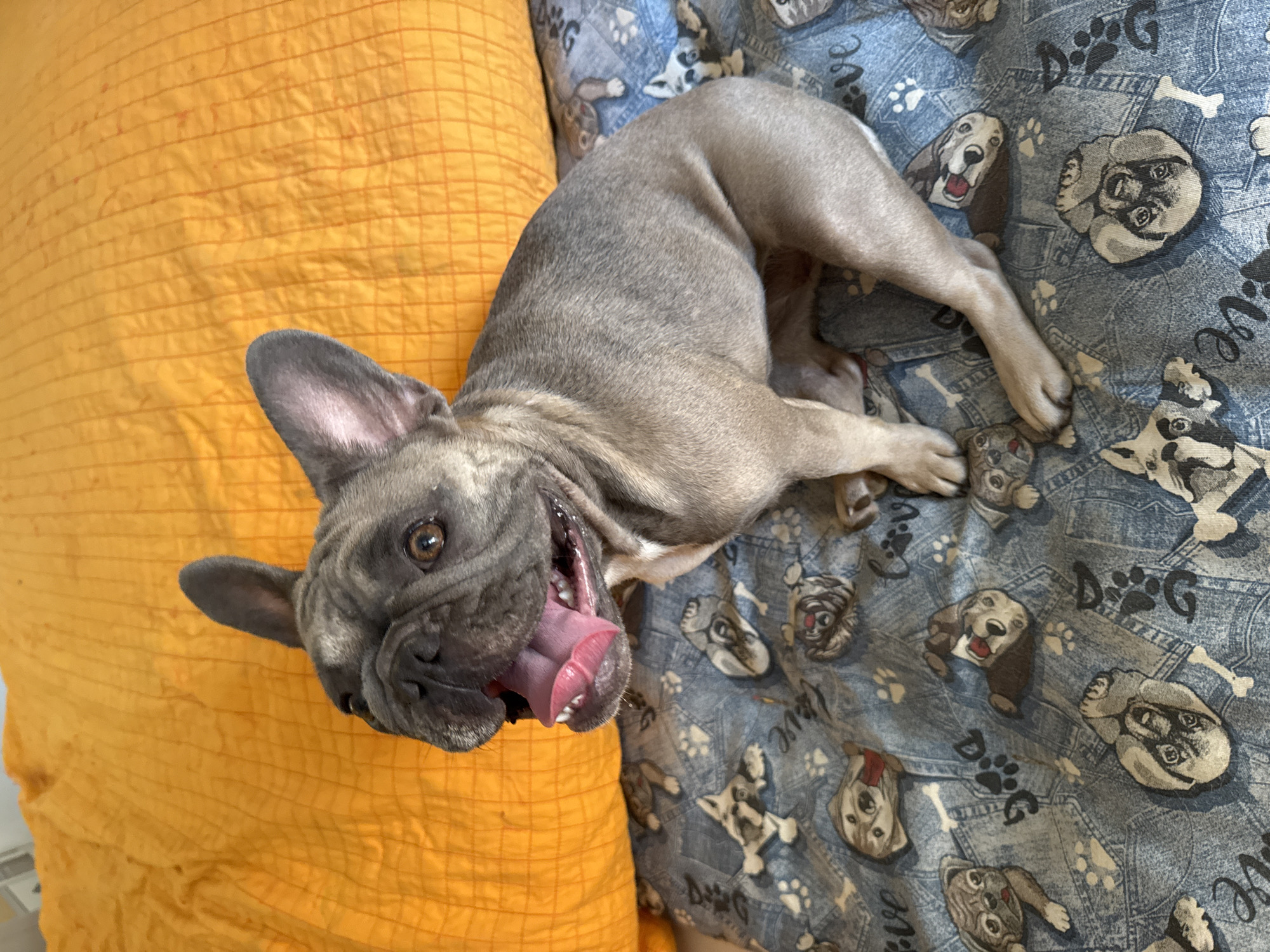 A light brown French bulldog is sitting on a dog-themed patterned blanket. The dog is panting with its tongue out. Behind the dog, there is a large orange pillow. The blanket has various cartoon images of dogs and paw prints. The background is blurred. This image was taken on the beachfront in San Benedetto del Tronto, Italy.