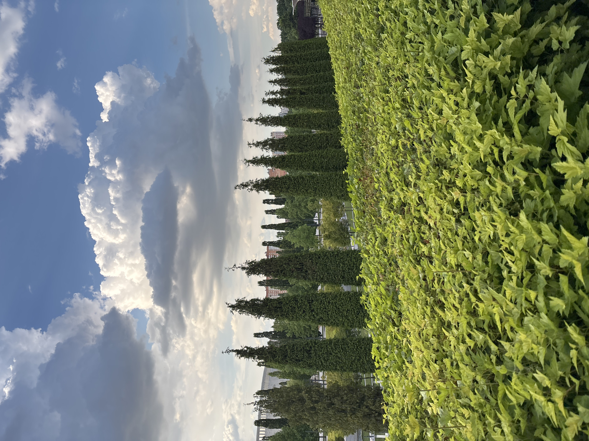 The image depicts a landscape view of a park in Krasnodar, Russia, likely the Krasnodar Park "Krasnodarsky Park," also known as Galitsky Park. In the foreground, a dense carpet of bright green, leafy bushes fills the lower half of the frame, extending upwards to create a lush, undulating terrain. Behind this dense foliage, a line of tall, slender evergreen trees, possibly cypresses, stands in neat rows, their dark green forms creating a strong vertical element against the background. These trees are evenly spaced, suggesting intentional landscaping. Further in the background, a long, modern building with a light-colored facade and visible windows is visible, hinting at urban development surrounding the park. Behind the building, more trees and foliage can be seen, and in the distance, some taller residential buildings are discernible. The sky above is a vibrant blue, dotted with dramatic, voluminous white and grey clouds, suggesting dynamic weather conditions, perhaps a partly cloudy day with the possibility of rain. The overall impression is one of a well-maintained urban park, blending natural elements with architectural structures. No people are visible in the image.