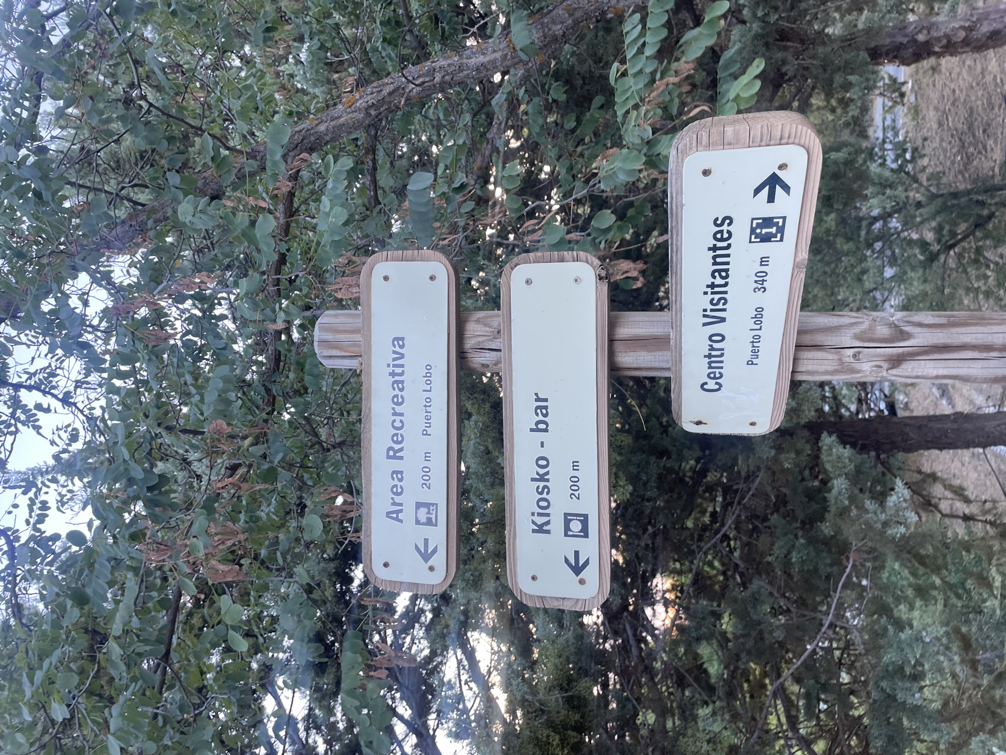 The image shows a wooden signpost with three signs, located in a natural, wooded area. The signs are white with black text and directional arrows, indicating points of interest.
The top sign reads "Area Recreativa" with an arrow pointing left, a symbol of a tree and a park bench, and "200 m Puerto Lobo".
The middle sign reads "Kiosko - bar" with an arrow pointing left, a symbol of a plate and cutlery, and "200 m".
The bottom sign reads "Centro Visitantes" with "Puerto Lobo 340 m", a symbol of an information icon, and an arrow pointing right.
The background consists of lush green trees and foliage, with some sunlight filtering through. The overall environment suggests an outdoor recreational area or park. The signs are affixed to a weathered wooden post. The location is identified as Víznar, Spain.