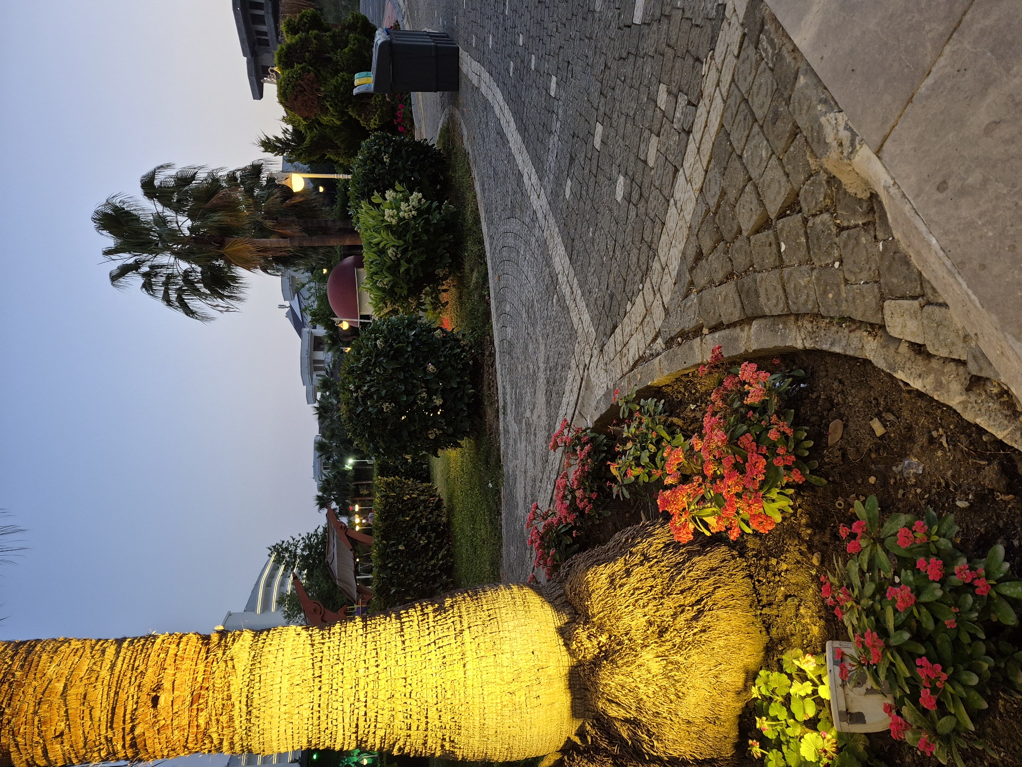 The image shows an outdoor scene in Alanya, Turkey, at dusk or twilight. The scene is a garden area next to a stone-paved walkway. The walkway is made of light gray cobblestones with a white strip running along the edge. A concrete sidewalk is next to the cobblestone walkway.
A brightly illuminated palm tree trunk is in the foreground. It appears to be lit from below by a yellow light. At the base of the palm tree, there are flowering plants with red flowers. Other greenery and bushes can be seen further along the pathway, and some trees are in the distance. A palm tree with visible fronds rises over the shrubs. A black trash receptacle is in the background, next to the walkway. There are buildings visible in the distance. The sky is a gradient of colors, with lighter tones near the horizon.