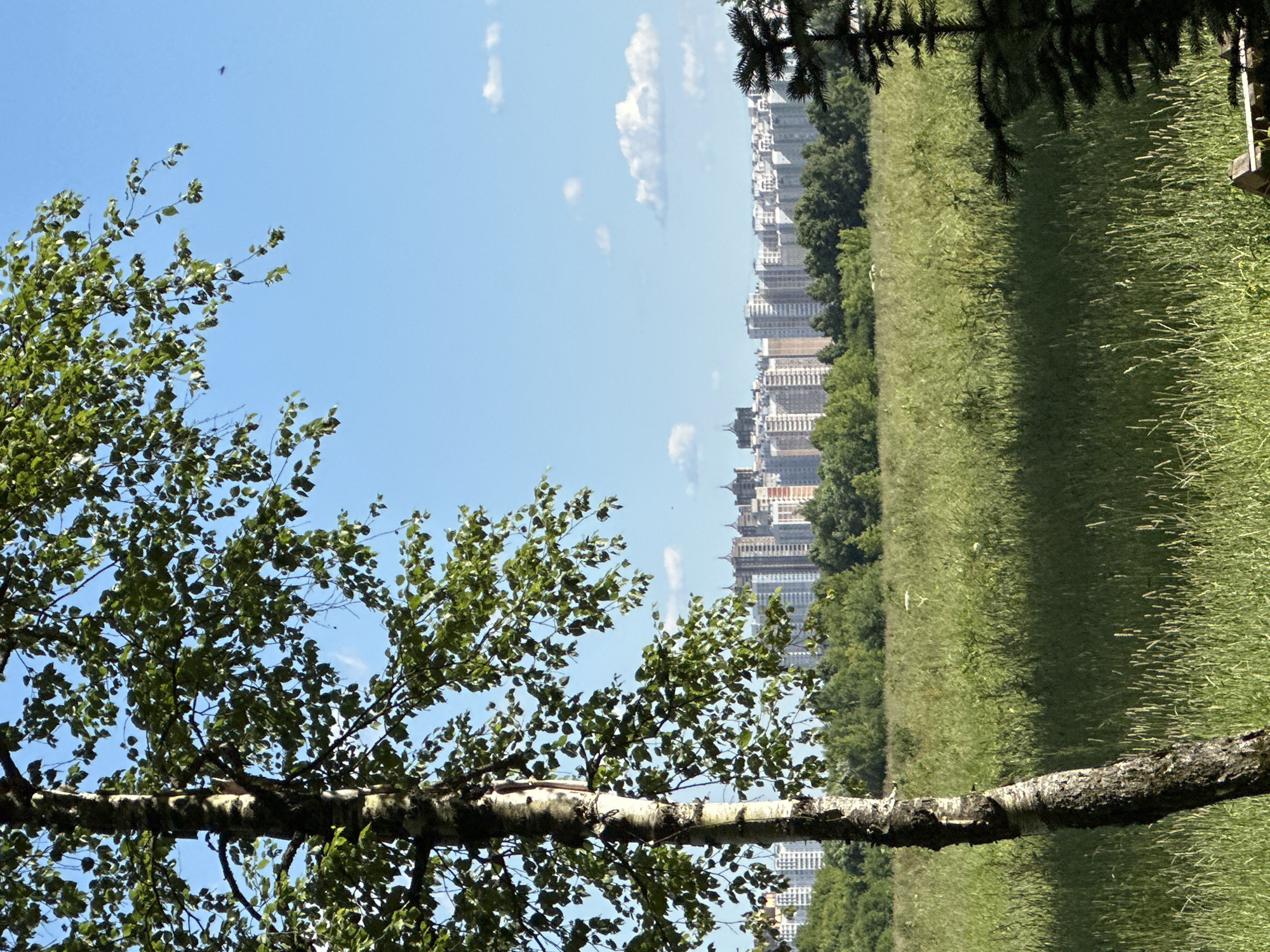 This is a full, eye-level, vertical shot of a grassy field in Dubrovitsy, Russia. In the foreground on the left, a birch tree stands tall with a white and black trunk and green leaves. Behind the tree, a vast field of tall, green grass stretches towards a line of trees. Beyond the trees, a city skyline of numerous apartment buildings is visible under a clear blue sky with scattered white clouds. A dark green conifer tree is partially visible in the bottom right corner of the frame. The image captures a serene, natural landscape juxtaposed with urban development, under the bright daylight of a sunny day.