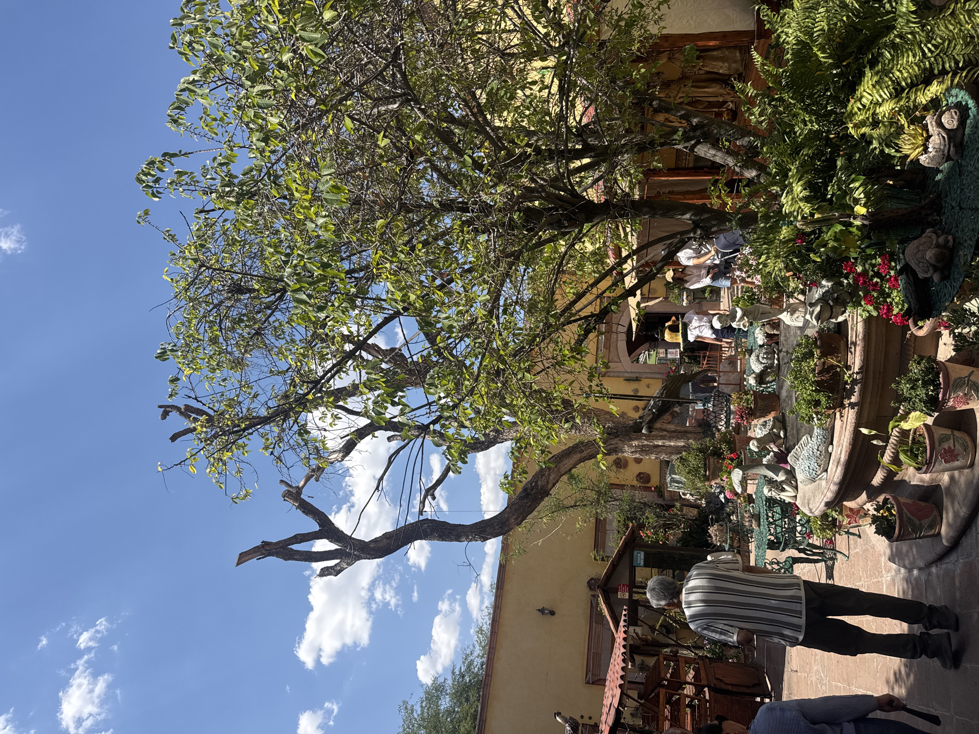 The image depicts a scene in Bernal, Mexico, likely a courtyard or outdoor seating area associated with a business. The camera is pointed toward the center of the area, with a view slightly obscured by a large tree with several bare branches. Under the tree, several people are seated at tables, potentially customers in a restaurant or café. The courtyard is decorated with various potted plants, sculptures, and decorative objects, creating a garden-like atmosphere. The architecture appears to be in a traditional Mexican style with yellow walls. In the foreground, a man in a striped shirt and dark pants stands with his back to the camera, while part of another seated individual is visible. The sky is blue with scattered white clouds.