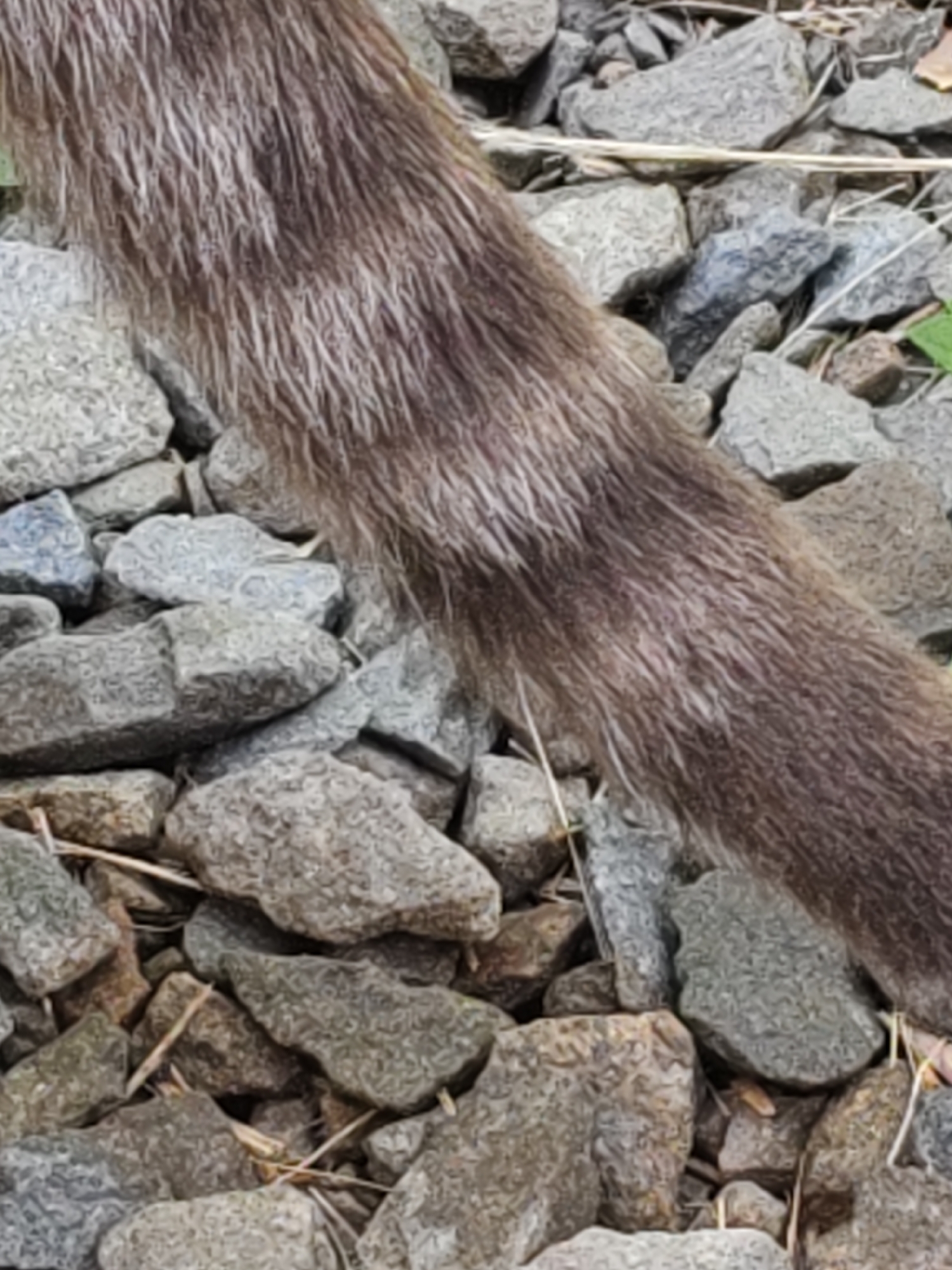 The image shows a close-up view of an animal's tail, likely a dog's, resting on a bed of gravel and small stones. The tail is covered in brown and grey fur, with some lighter streaks running through it. The fur appears to be coarse. The gravel is composed of various shades of grey and brown rocks. There are also a few dry blades of grass or straw scattered among the stones. The background is blurred, but it appears to be an outdoor environment. There is no indication of any specific location within Rostov-on-Don, Russia. The scene is static and there are no people or interactions visible.
