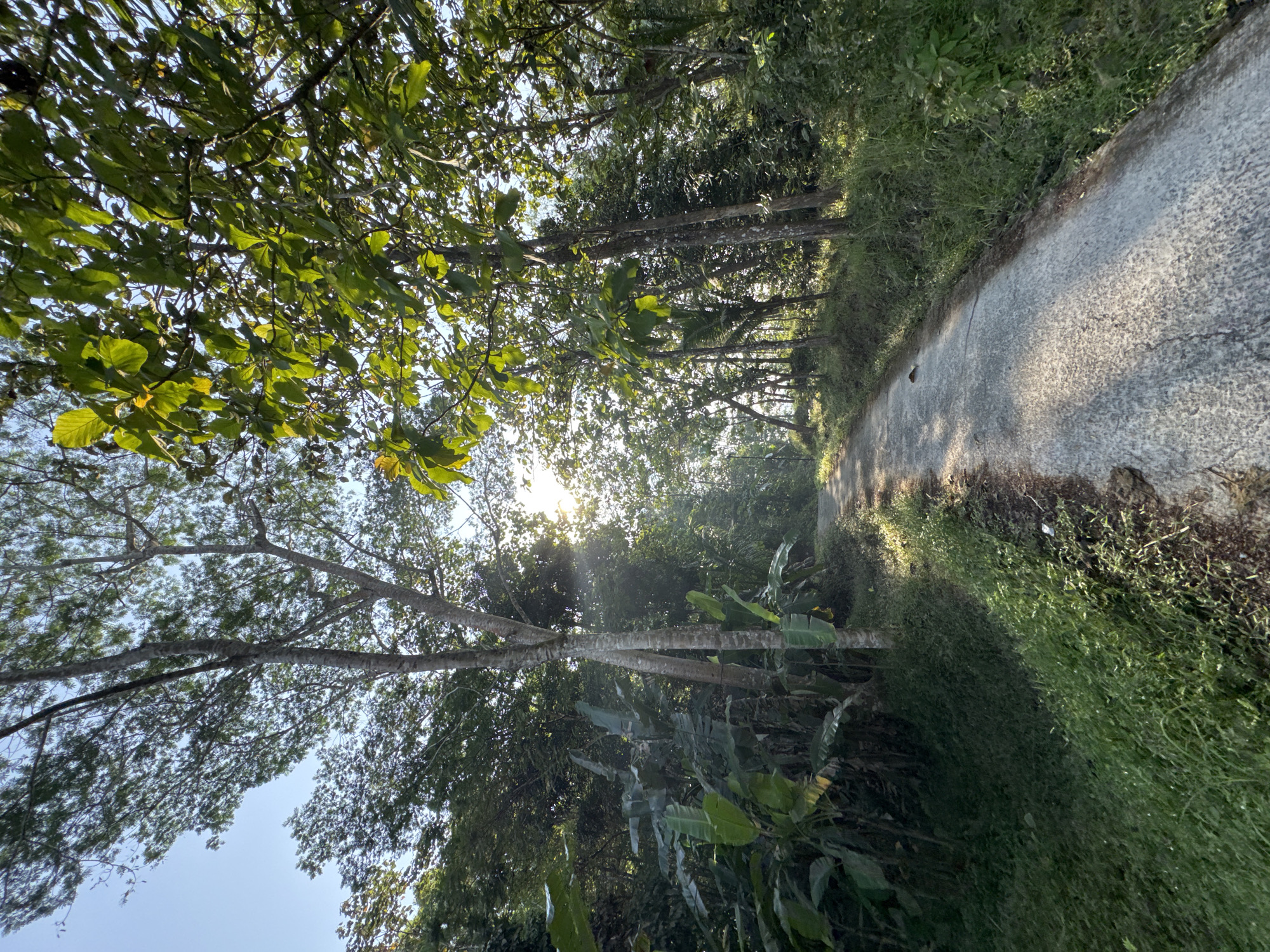 The image shows a narrow, paved road winding through a lush, green forest. The road is cracked and weathered, with patches of grass and dirt growing along its edges. Sunlight filters through the dense canopy of trees, casting dappled shadows on the road and surrounding vegetation. Tall, slender trees with light-colored bark line the road, their branches reaching towards the sky. In the foreground, large, broad-leafed plants, possibly banana trees, are visible. The environment is humid and tropical, indicative of a location like Alian, Indonesia, where such vegetation is common. The scene conveys a sense of tranquility and natural beauty. There are no people or animals visible in the image.