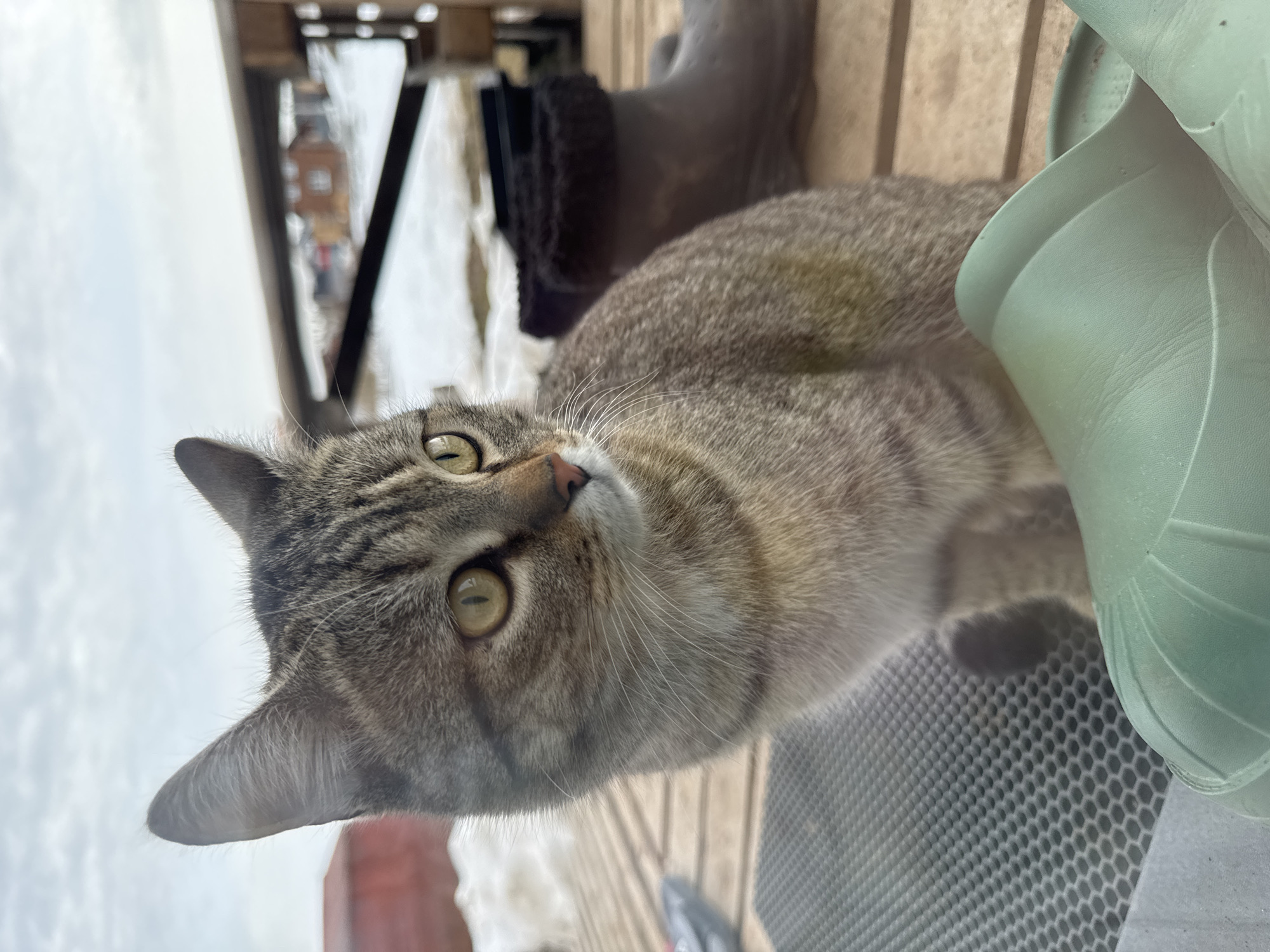 A close-up, slightly tilted, eye-level shot depicts a tabby cat lying on a deck or patio, positioned near various objects. The cat is oriented toward the camera with its head raised and eyes open. A pair of green rain boots are visible to the right of the cat, while a darker, potentially winter, boot stands behind the cat's back. A gray, honeycomb-patterned surface is beneath the cat. Behind the boots, the background shows a wooden structure, likely a deck railing, and beyond that, a blurred view of what appears to be a snowy landscape with buildings or structures in the distance. Given the context, the scene is likely located in Gornyi (Dvurechenskoe S/P), Russia, as indicated.
