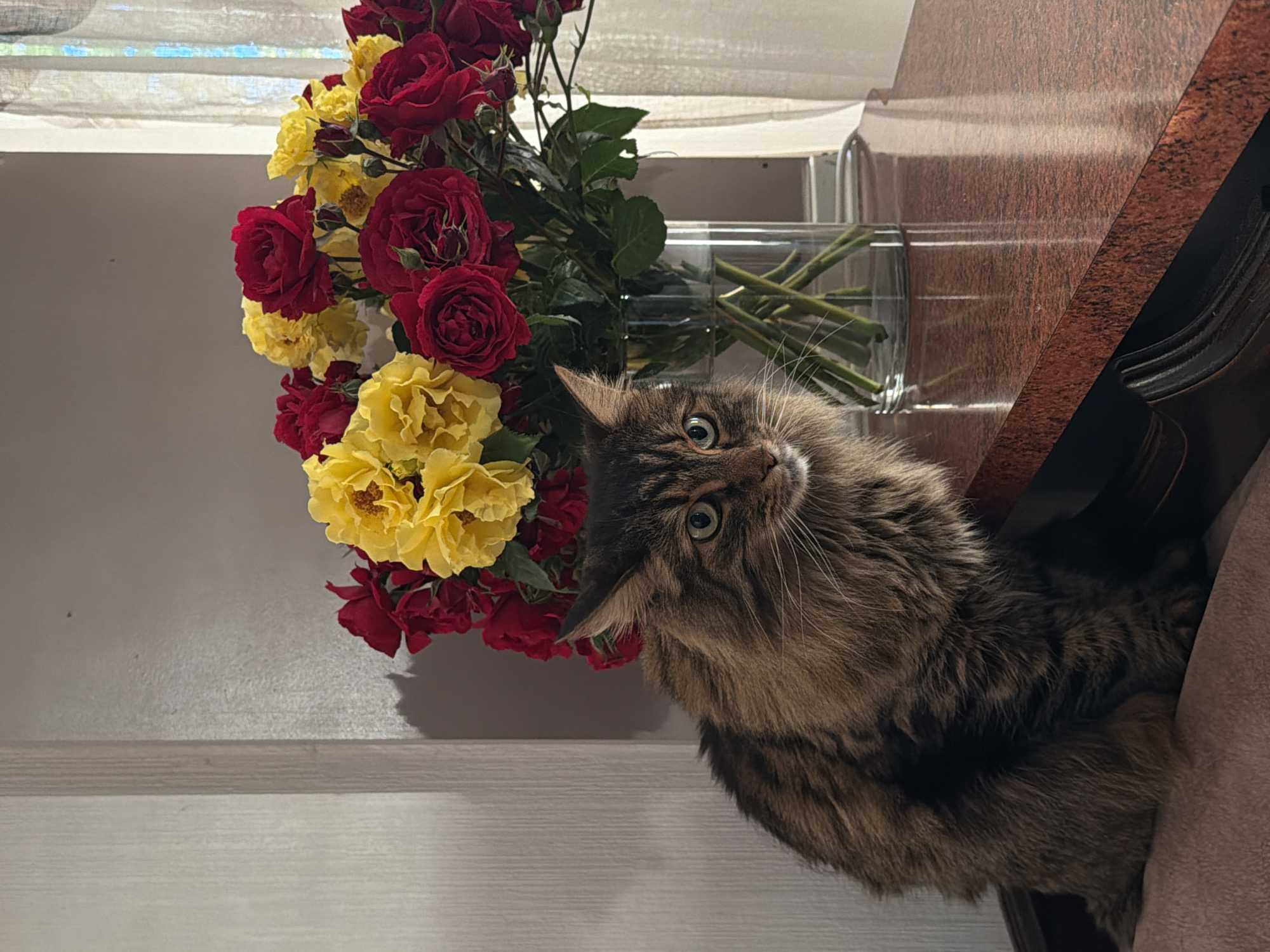A fluffy, long-haired tabby cat sits on a reddish-brown patterned surface next to a glass vase filled with a bouquet of red and yellow roses. The cat is facing the viewer, with its head tilted slightly and green eyes looking forward. The roses are in full bloom, with some petals slightly unfurling. The background consists of a textured, light-colored wall and a sheer white curtain on the right. The scene appears to be indoors, possibly on a table or countertop.