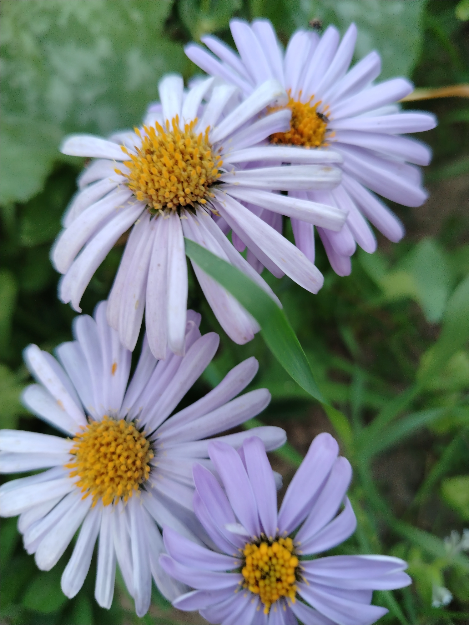 This media file depicts a close-up, eye-level shot of several aster flowers with light purple and white petals and yellow centers. The flowers are in various stages of bloom, with some in sharper focus than others. A small insect, possibly a fly, is visible on one of the flower heads. The background consists of out-of-focus green foliage and hints of soil, suggesting an outdoor setting in a garden or natural environment. The lighting appears soft, indicating it might be a cloudy day or the image was taken during the golden hour of sunrise or sunset. There is no visible text in the image. The overall mood is serene and natural. The location context provided is Знаменскі сельскі Савет, Belarus.