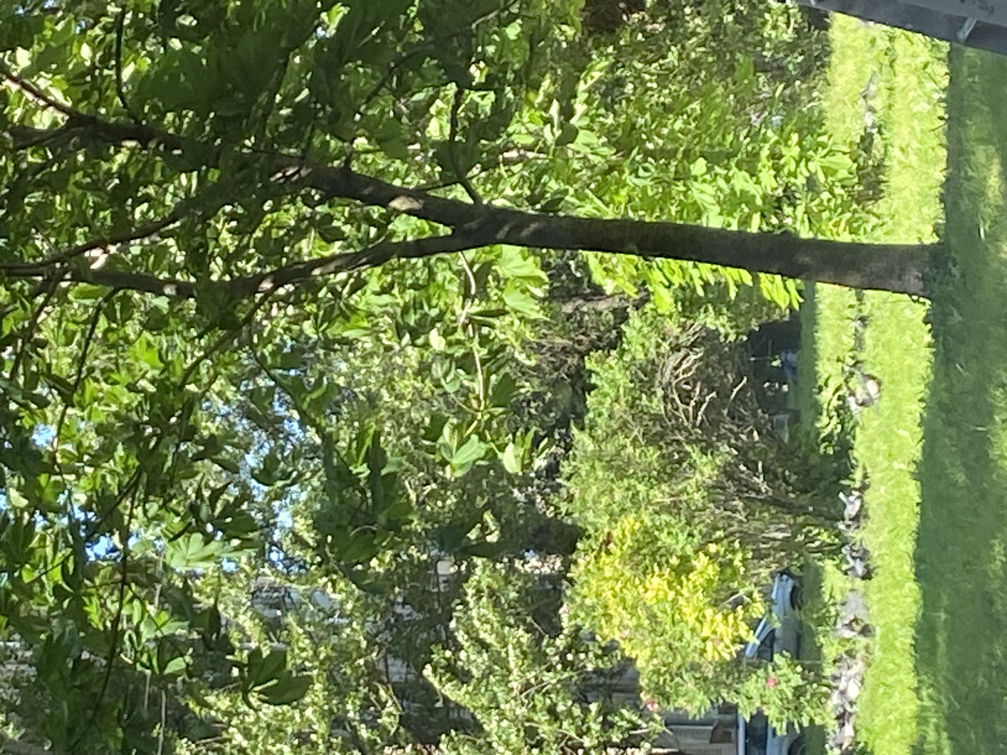 This is a medium-shot, outdoor, daytime photograph taken in a park-like setting in Saint Petersburg, Russia. The scene is dominated by lush green foliage from trees and bushes, with dappled sunlight filtering through the leaves. In the foreground, a patch of vibrant green grass is visible, with a flock of several pigeons gathered on it. Behind the pigeons, a slender tree trunk with dark bark stands vertically, positioned slightly off-center to the right. Further back, a dense cluster of trees and bushes creates a textured background, with hints of a building or fence structure visible through the greenery on the left. The overall impression is one of a serene, sun-drenched urban green space.
