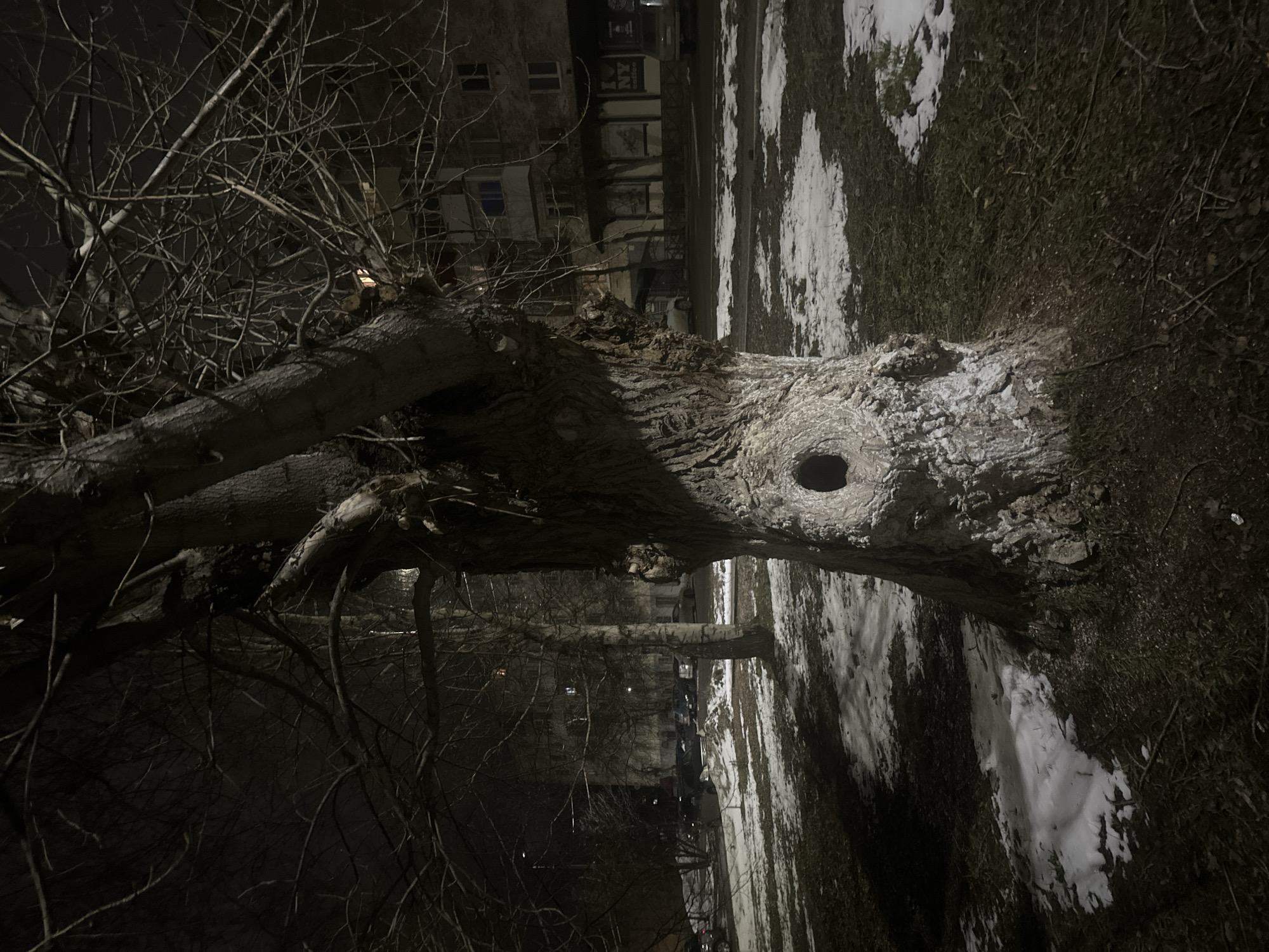 The image depicts a tree trunk with a hole in it, situated in what appears to be a park or green space. The ground is partially covered in snow. Bare branches of the tree reach out into the frame. In the background, there is a multi-story building with windows. The scene is dimly lit, suggesting it is nighttime. Based on the location, the city of Votkinsk, Russia, the presence of snow, and the architectural style of the building, the scene is likely in a residential area of Votkinsk during winter.