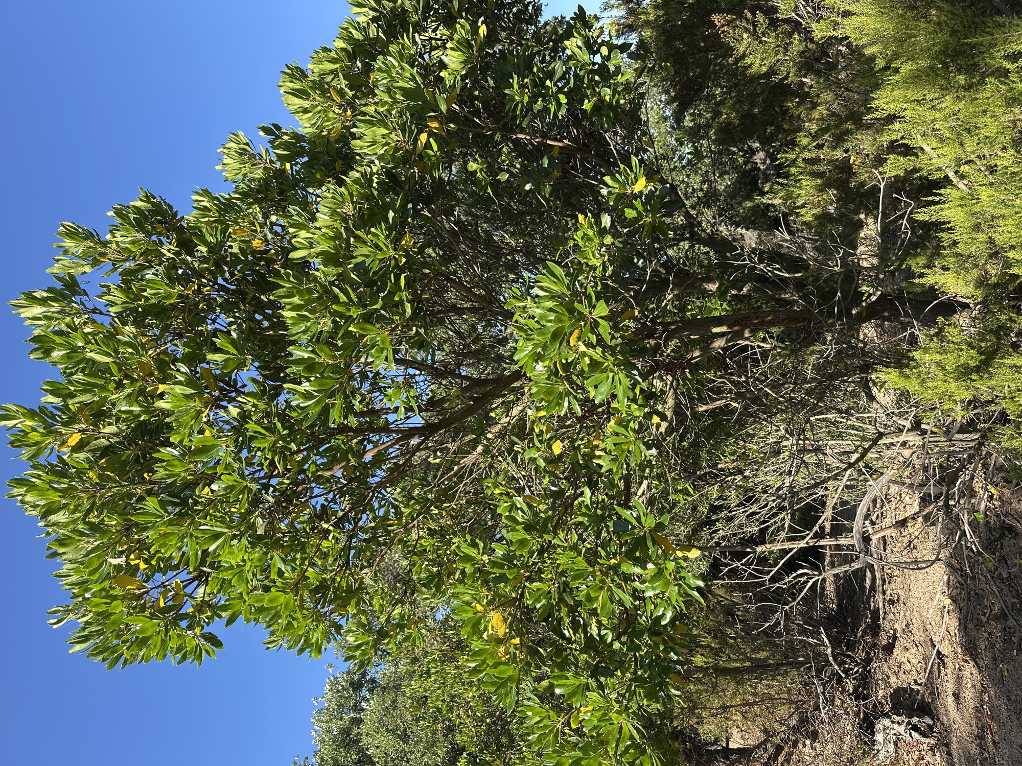 The image shows a sunlit, dry, Mediterranean landscape featuring a mature evergreen tree with glossy green leaves and some yellowing foliage. The tree is situated in the foreground, with its canopy reaching towards a clear blue sky. Around the base of the tree are dry, thorny shrubs and branches, with sandy soil and scattered debris visible on the ground. In the background, other trees and dense shrubbery are present, suggesting a natural or park-like environment. The lighting indicates it is daytime, with strong sunlight creating shadows. The scene is devoid of any human presence or activity. This natural setting is likely located in the municipality of Sant Feliu de Guíxols, Spain, known for its coastal Mediterranean flora.