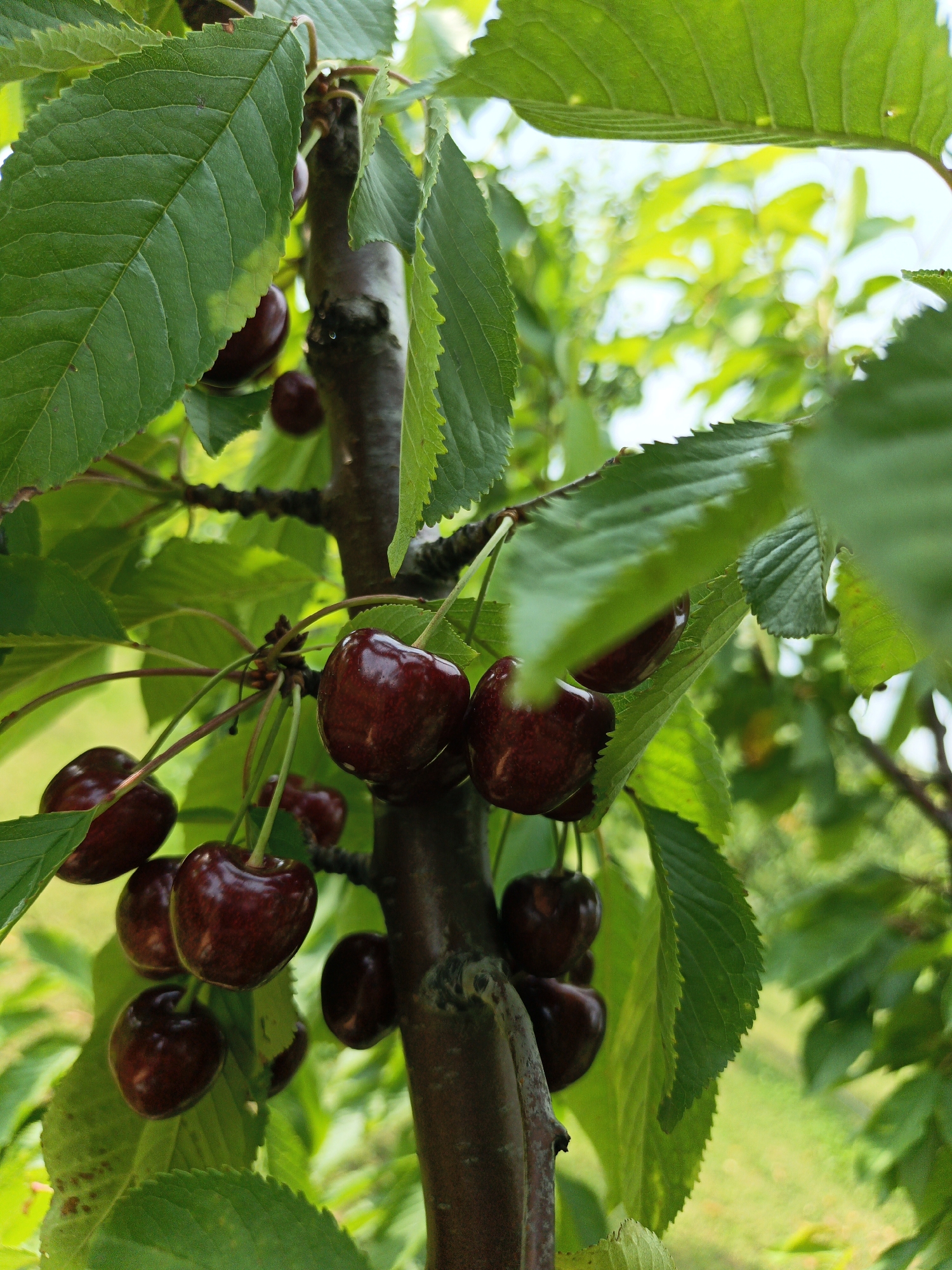 A close-up, vertical shot captures a cluster of ripe, dark red cherries hanging from a tree branch. The cherries are glossy and plump, with subtle indentations indicating their shape. Several green leaves, some with serrated edges, surround the fruit, creating a natural frame. The branch is rough and brown, providing a rustic texture against the smooth fruit and vibrant leaves. In the background, out-of-focus greenery suggests an outdoor, possibly rural or garden setting. The image appears to be taken in the city of Pshada, Russia, evidenced by the presence of cherry trees which are common in the region's orchards. No people or specific actions are depicted, only the natural state of fruit on a tree.