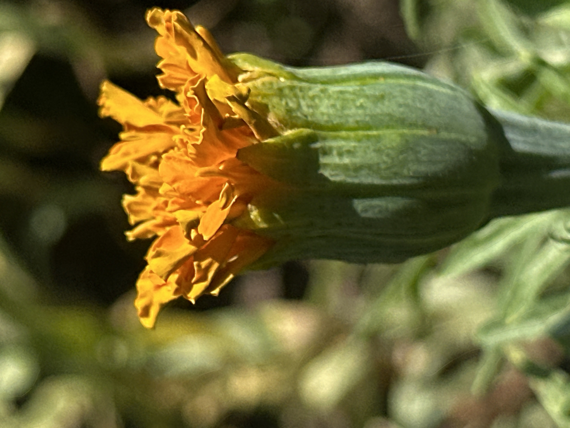 The image is a close-up, vertically oriented shot of a partially opened orange marigold flower against a blurred green and brown background. The flower bud is green and ribbed, with vibrant orange petals unfurling at the top. The background suggests an outdoor, natural setting, possibly a garden. There is no indication of the location being the city of Lobacheve, Ukraine. The image focuses solely on the floral subject.
