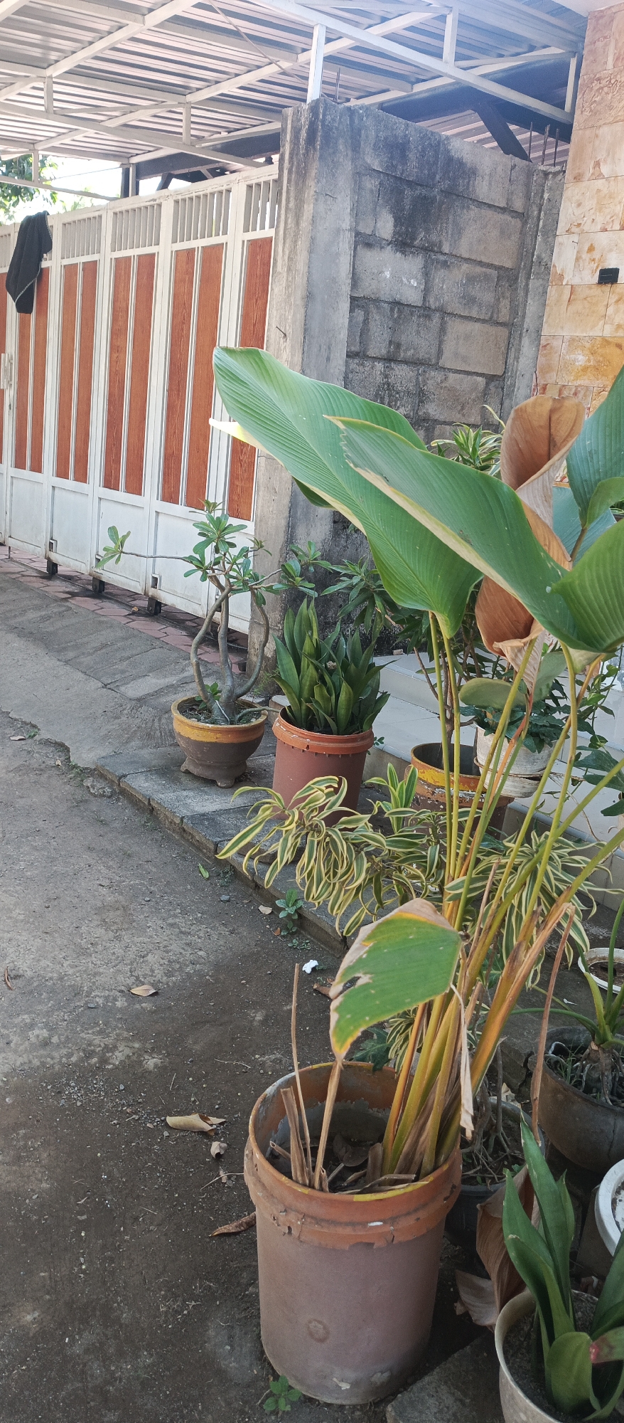 This is a medium shot, eye-level, outdoor photograph of a residential yard in Jatisari, Indonesia. In the foreground, a weathered, brown-orange plastic pot sits on the ground, containing dry stalks and some green foliage. To its right, a smaller pot holds a snake plant. Behind these, a long, narrow potted plant with variegated yellow and green leaves stretches across the frame. Further back, a dark brown pot contains a snake plant, and to its left, a light brown pot holds a small, bonsai-like tree with thin, twisted branches and sparse green leaves. A large tropical plant with broad, ribbed green leaves and a brown, dried leaf extends into the upper right of the frame. In the background, a beige and brown striped metal gate with white vertical bars stands closed. To the right of the gate, a textured gray concrete wall is visible, with portions of a light brown tiled wall above it. The ground is a mix of concrete and dirt. The scene is illuminated by natural daylight, casting soft shadows.