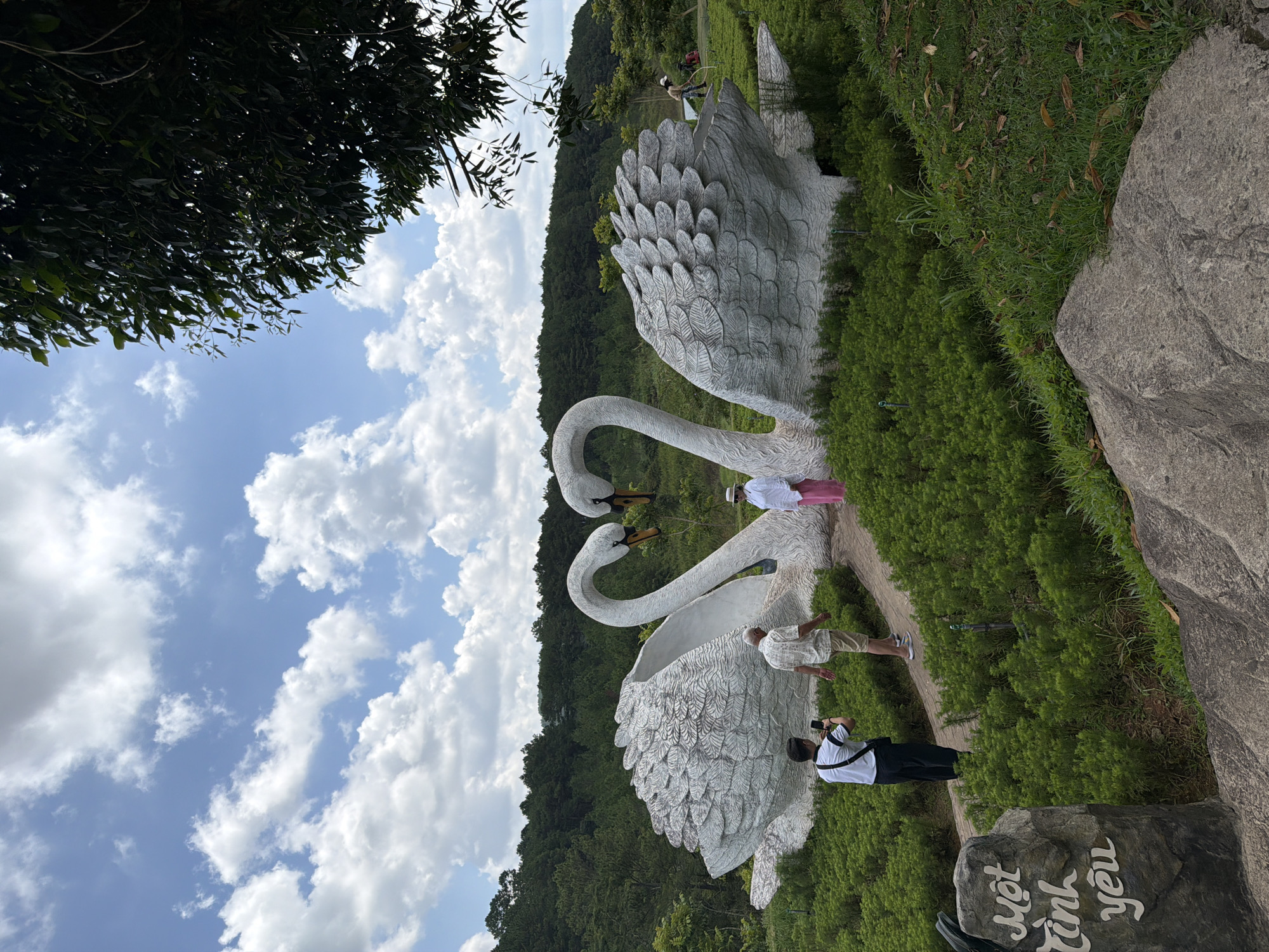 This image captures a scenic view of a park in Da Lat, Vietnam, featuring a large sculpture of two white swans with their necks forming a heart shape. The swans are positioned in a garden filled with lush green bushes. Two people are visible standing near the swan sculpture: a man in a light-colored shirt and shorts, and a woman in a white top and pink pants. To the left of the swans, a man in a white t-shirt and dark pants is taking a photo with his phone. In the foreground, a stone with Vietnamese writing is placed to the left of a pathway. The background reveals a dense forest of pine trees covering a hillside, under a bright blue sky with scattered white clouds. A tree with dark green leaves is prominent in the upper right corner of the frame. The overall scene depicts a serene and picturesque tourist attraction.