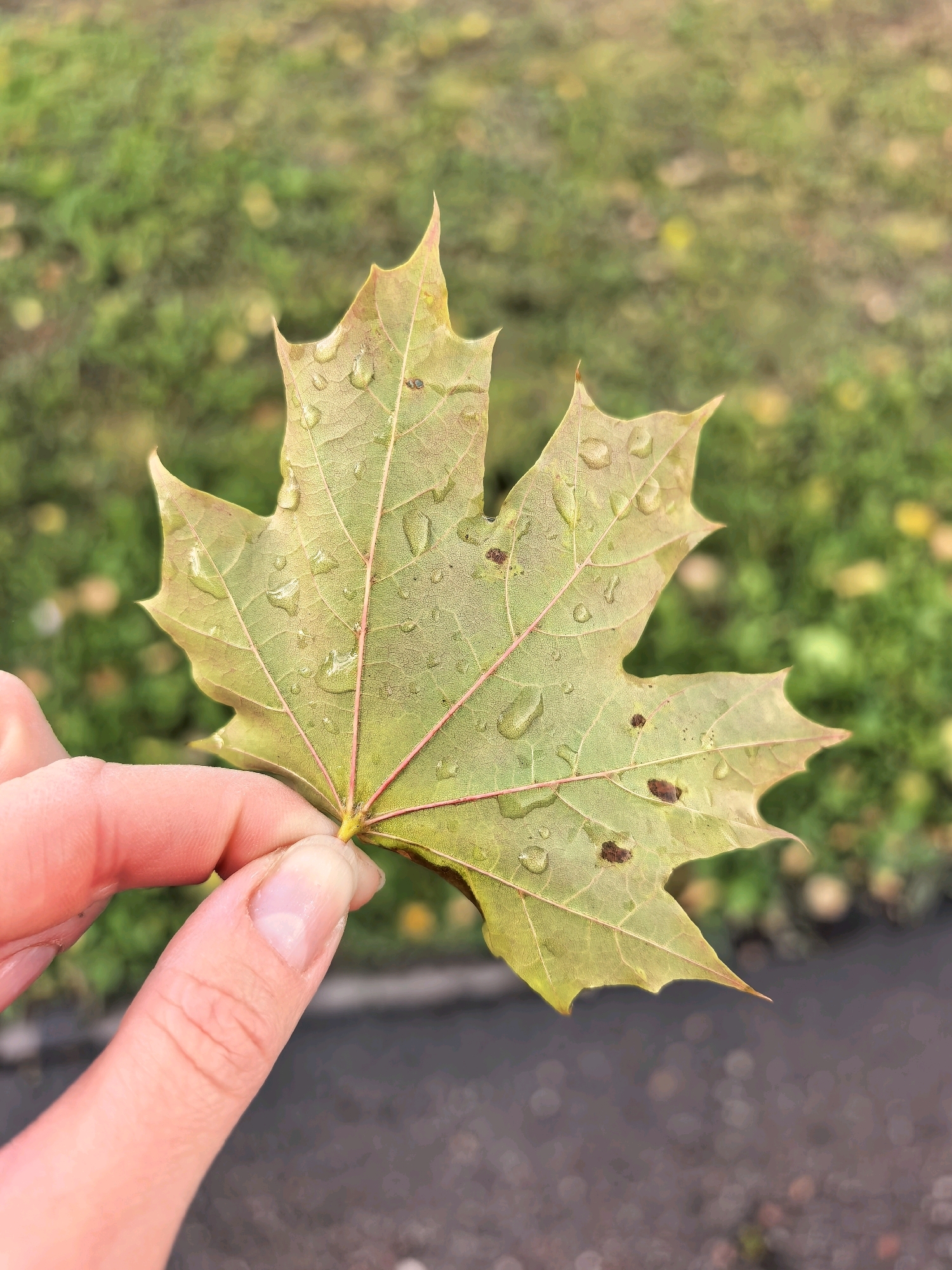 A person's hand, with fair skin and neatly trimmed fingernails, holds a damp, yellow-green maple leaf. The leaf exhibits a characteristic palmate shape with five lobes, and numerous small, clear water droplets cling to its surface. Dark brown spots are visible on the leaf, indicating possible decay or damage. The background is blurred, showing a grassy area with scattered yellow and brown leaves, suggesting an autumn setting. A dark, paved surface, possibly a sidewalk or road, runs horizontally across the lower portion of the image, also out of focus. The lighting is soft and diffused, indicative of an overcast day.