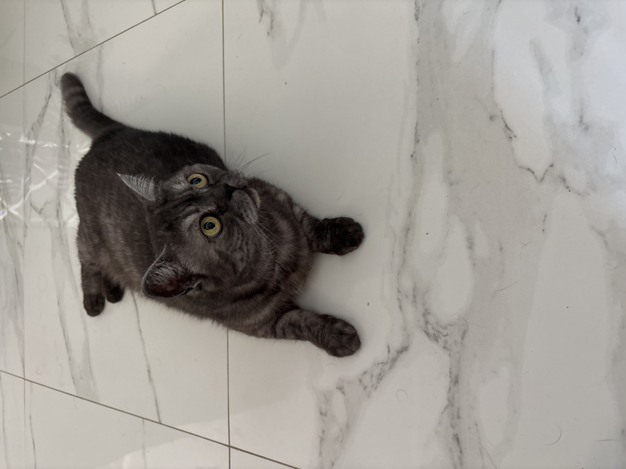 A dark gray tabby cat with yellow eyes is lying on its side on a white marble tiled floor. The cat is looking up and to the right. The floor has a white background with gray veining. The image is a high-angle shot, taken from above the cat. There is no information in the image to suggest a location in Yuzhny, Russia.