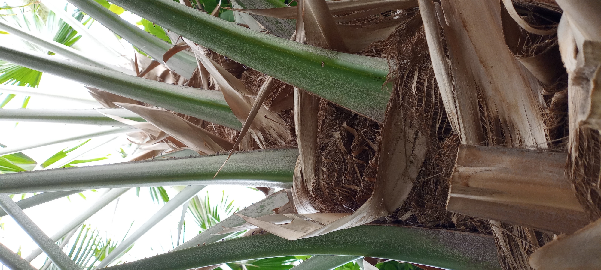 The image shows a close-up, low-angle view of the base of a palm tree. Several large, green, cylindrical frond bases dominate the center and foreground of the image, some with a slightly fuzzy or textured surface, and a few with small, sharp protrusions. Interspersed among these are dry, fibrous, brown frond bases and husks, creating a layered, somewhat chaotic texture. The background is a bright, blown-out sky with hints of green palm fronds visible, suggesting an outdoor, possibly sunny environment. There is no indication of Gelsenkirchen, Germany or any specific location within it in the image itself. The image is a still shot with no discernible action or interaction.