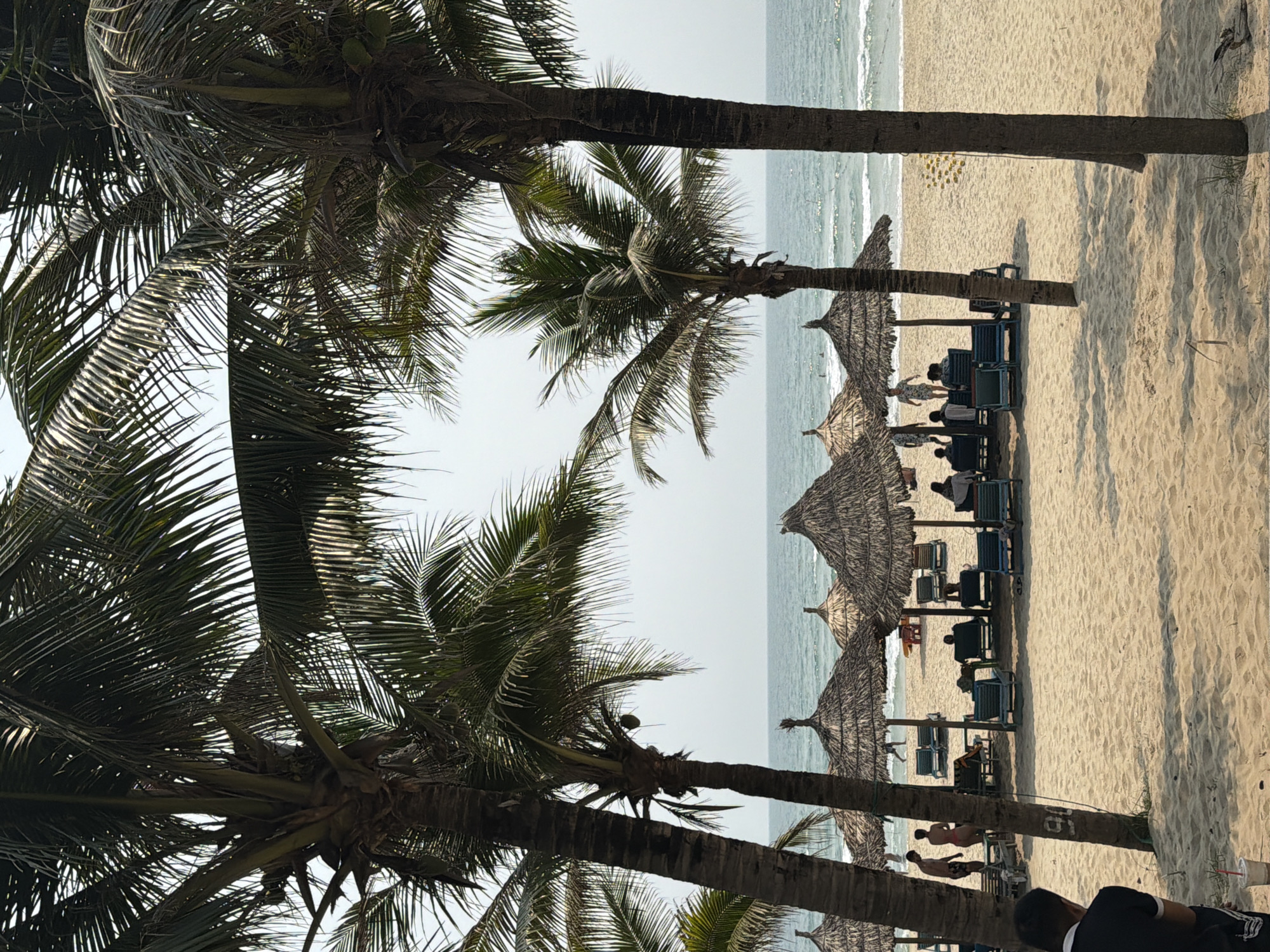 The image captures a serene beach scene in Đà Nẵng, Vietnam. The foreground is dominated by the silhouettes of several palm trees with abundant fronds. Moving towards the middle ground, there is a stretch of sand dotted with lounge chairs and straw umbrellas, underneath which people are relaxing. The ocean stretches out in the background with gentle waves lapping the shore under a pale sky. People are present on the beach, some of whom appear to be interacting in small groups. The scene portrays a typical beach environment with a mixture of natural and man-made elements designed for leisure and relaxation.