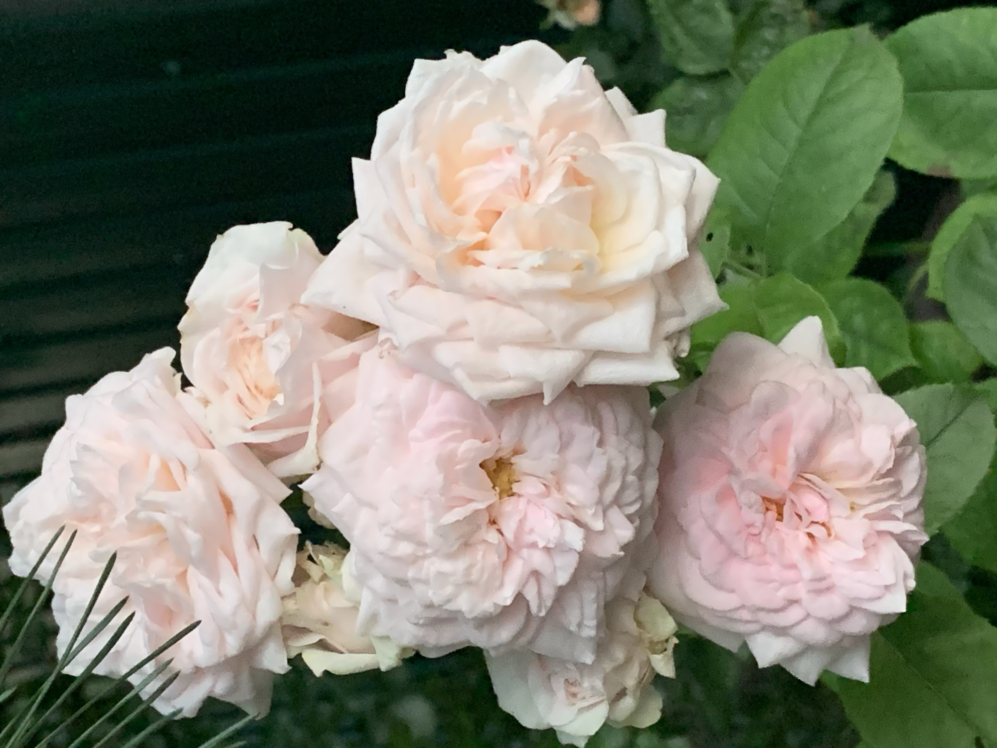 A close-up shot captures a cluster of pale pink roses against a dark green, blurred background. The roses are the main focus, with their delicate petals layered and unfurling. Some roses are fully bloomed, revealing their centers, while others are still partially closed. The lighting highlights the soft texture of the petals, casting subtle shadows and creating a sense of depth. Green leaves are visible at the bottom of the frame, adding a natural element to the composition. The overall impression is one of gentle beauty and natural elegance, evoking a sense of tranquility. The image is a vertical composition, with the roses filling most of the frame. The background is out of focus, suggesting a shallow depth of field that further emphasizes the roses. The lighting appears to be natural daylight, softly illuminating the flowers. The image is crisp and clear, allowing for a detailed examination of the roses' textures and forms.