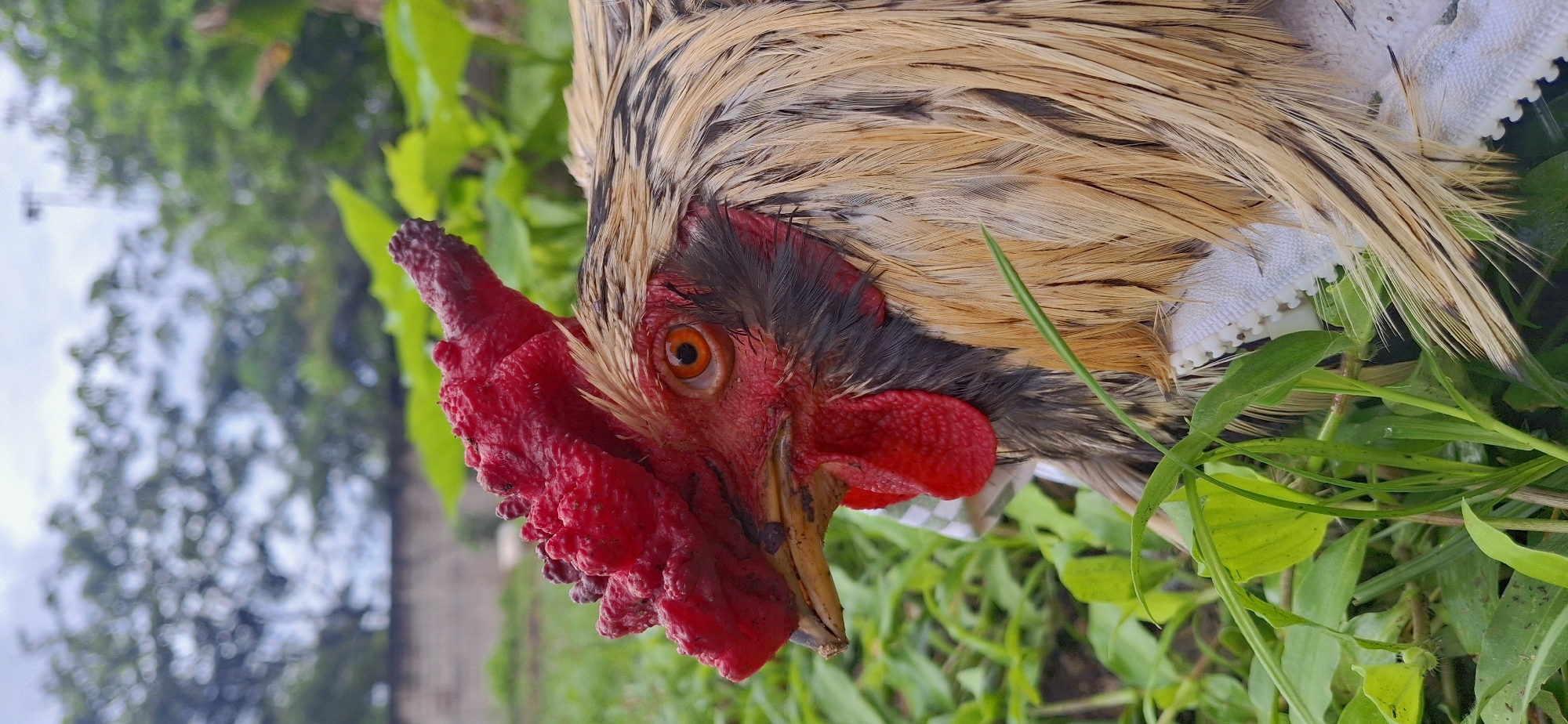 A close-up, profile view of a rooster's head and neck is captured outdoors in the city of Vallecito, Venezuela. The rooster has a striking bright red comb and wattle, a piercing orange eye with a black pupil, and feathers that transition from black at the neck to light brown and tan on its body. It appears to be resting amidst lush green grass and foliage, with a blurred background showing a wall and trees under an overcast sky. A small piece of white checkered fabric is visible near the rooster's neck.