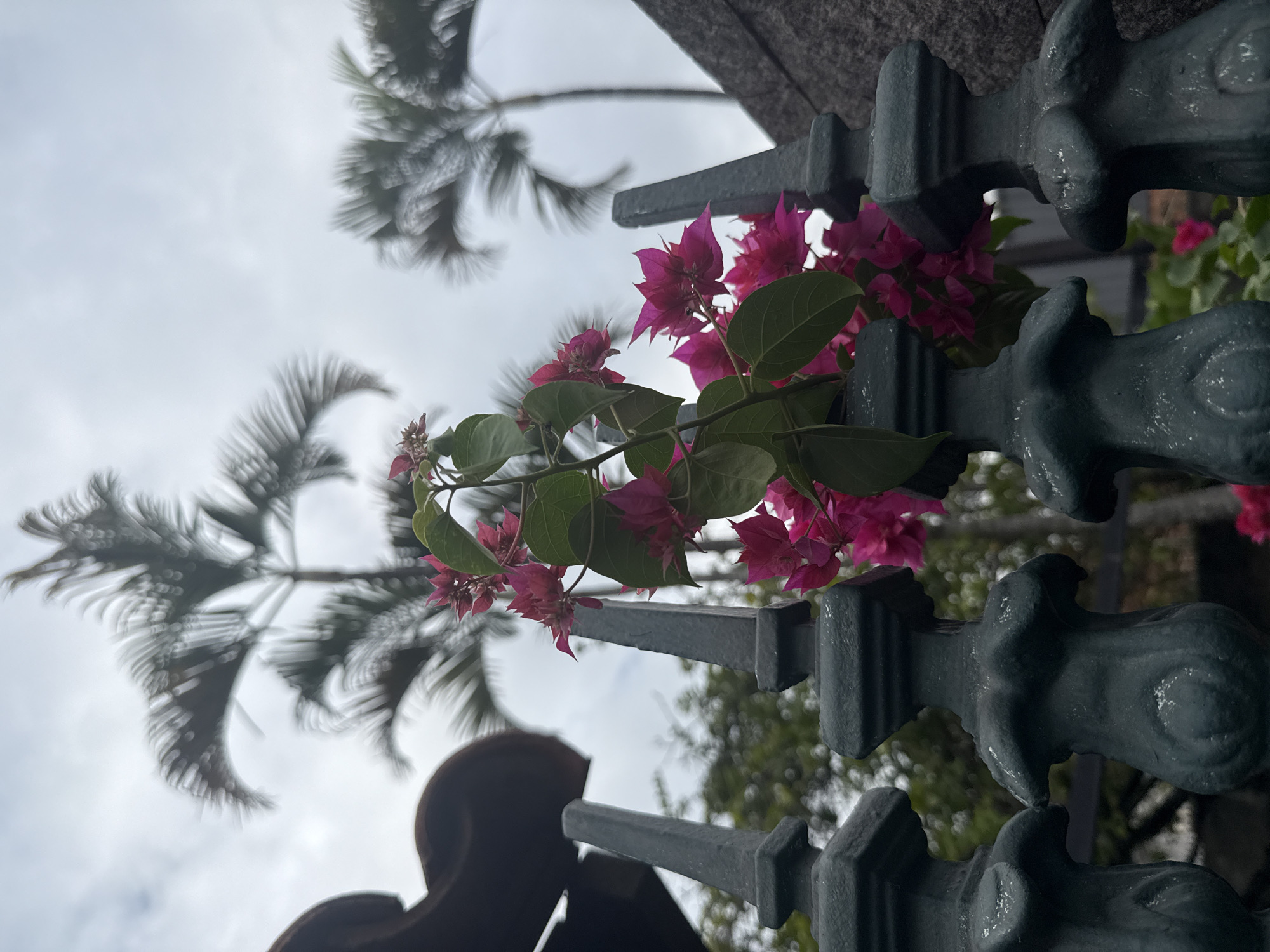 The image shows a close-up of pink bougainvillea flowers growing over a dark green metal fence. The fence has ornate posts with pointed tops. In the background, palm trees are visible against a cloudy sky. To the left, a dark brown curved structure, possibly part of a roof or building, is partially visible. The scene appears to be outdoors, possibly in a garden or yard. The location is identified as Nilópolis, Brazil.