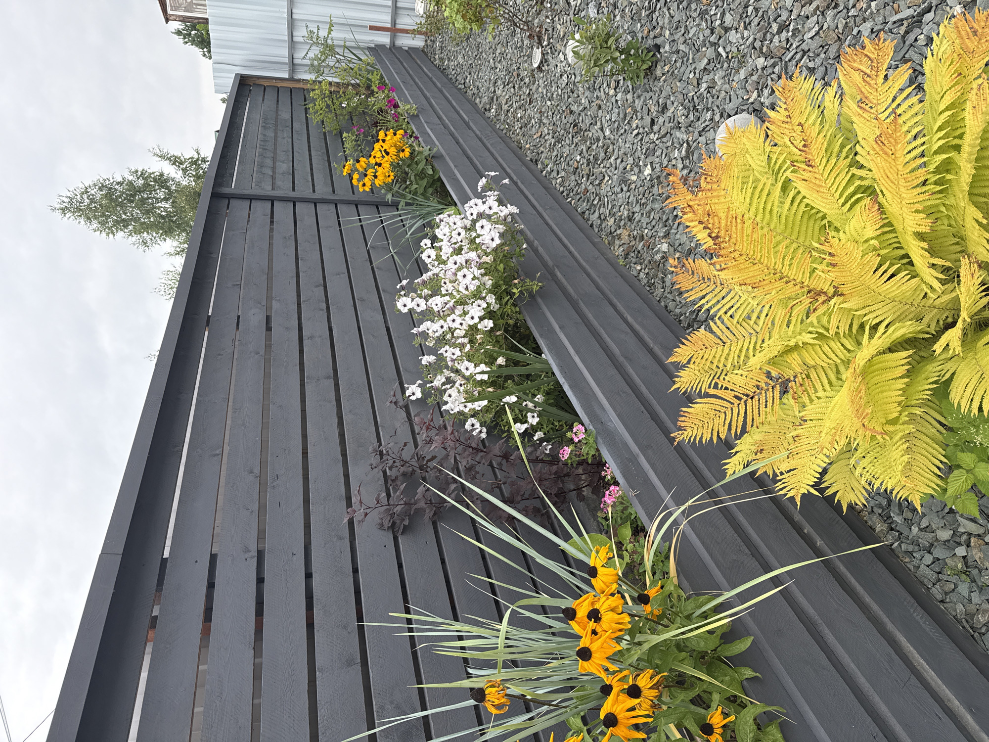 In Sovetskiy, Russia, a dark gray horizontal plank fence forms the backdrop for a garden bed. The fence has a modern, clean design with evenly spaced planks. In front of the fence, a dark gray planter box is filled with a variety of plants. Prominent among these are bright yellow flowers with dark centers, resembling black-eyed Susans, interspersed with slender, light green grasses. To the right of these, a cluster of white petunias blooms abundantly, with hints of smaller pink flowers and a dark, bushy plant with reddish-purple foliage. The ground in front of the planter box is covered in small, gray gravel. A vibrant yellow fern with feathery fronds is positioned in the foreground, adding a splash of intense color to the scene. The sky above is overcast and gray, suggesting a cloudy day. Beyond the fence, a sliver of a light-colored metal fence is visible on the right edge of the image, along with the tops of distant trees.