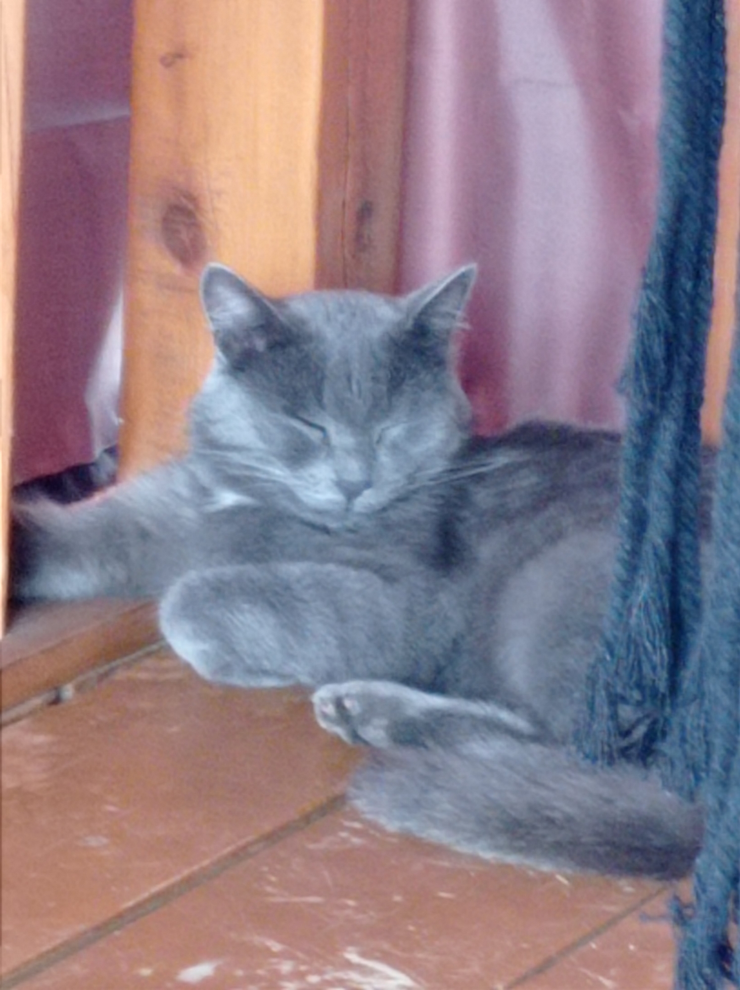 A gray cat is lying on a wooden surface. The cat has its eyes closed and appears to be sleeping. The background consists of a blurred pink curtain and wooden pillars. A dark blue rope or cord is visible on the right side of the image. The scene is indoors, likely on a porch or balcony, given the wooden flooring and railing elements. The image does not provide any information about the location in the city of Degtyarsk, Russia, or any specific context beyond the immediate visual elements.