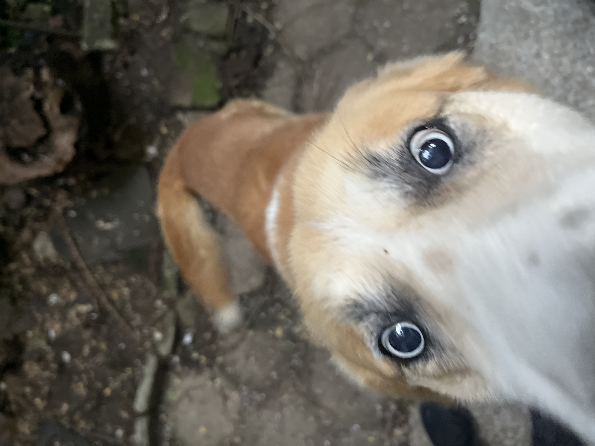 An up-close, low-angle shot shows a tan and white dog looking directly at the camera. Its face dominates the frame, with large, dark eyes reflecting light. Behind the dog, the ground is a mix of dirt, stones, and possible vegetation debris. A dark object, possibly wood or a rock, is visible to the left. The dog is tan on its back and neck, with white fur around its face and chest. Part of a person's dark clothing is visible in the bottom right corner.
The image provides no information to determine the location in Sofia, Bulgaria.