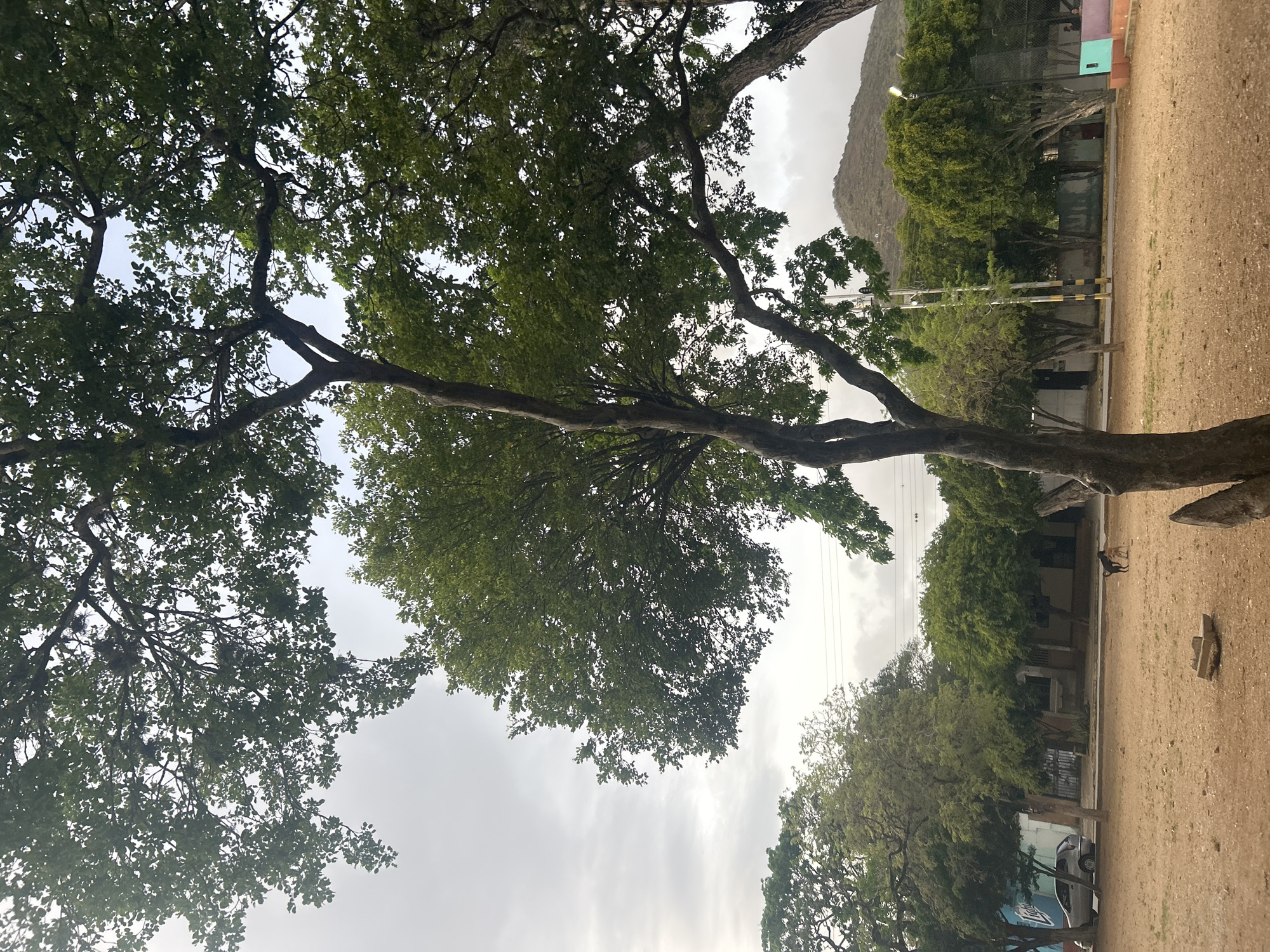 The image depicts a scene in Santa Ana, Venezuela, characterized by a large, mature tree dominating the foreground with its branches extending upwards and outwards, obscuring a significant portion of the sky. The sky itself is overcast with diffused light. In the middle ground, several other trees with lush green foliage are visible, forming a backdrop. Behind the trees, a road is present, with a silver hatchback car parked on the left side. A few structures, appearing to be residential or commercial buildings, are situated along the road. In the immediate foreground, a dusty, unpaved area is visible. Two dogs are present in this area; one is a dark-colored dog in the middle distance, and a second dog, of a lighter brown color, is standing near it. Further in the background, a hill or mountain can be seen. The overall impression is one of a rural or semi-urban environment with a focus on natural elements, specifically the prominent trees.