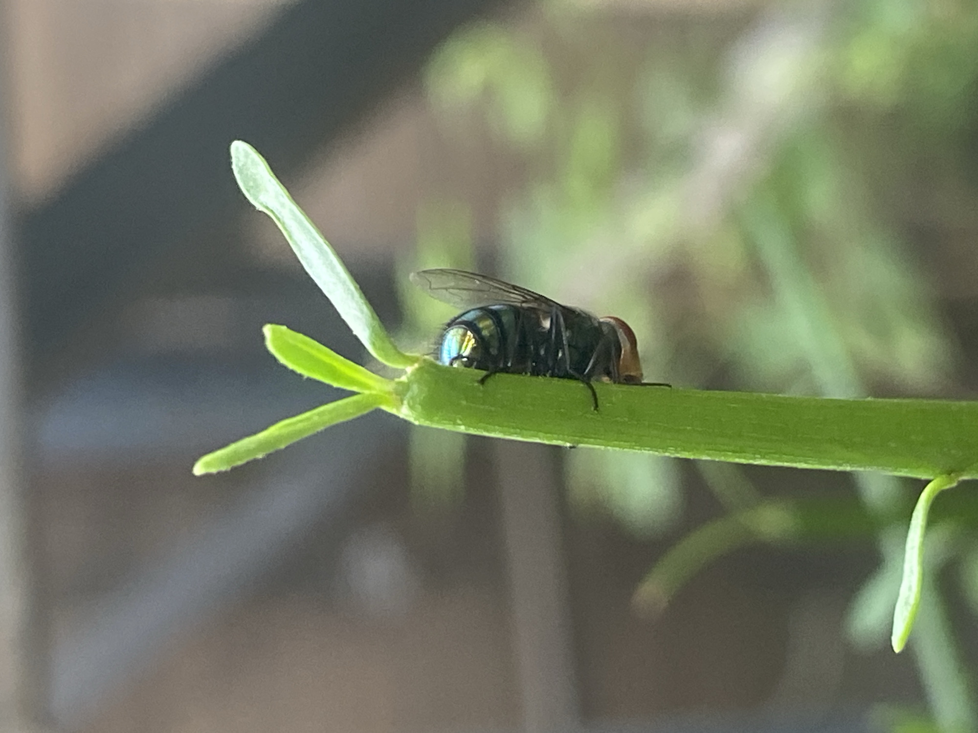 A close-up, eye-level shot shows a metallic green fly resting on a vibrant green stem. The fly is positioned on the side of the stem, clinging with its legs, and its iridescent body catches the light. Its wings are folded back, revealing a faint pattern. The stem itself is smooth and cylindrical, with a few small, pointed leaves emerging from its tip. The background is softly blurred, with muted tones of brown and green suggesting an outdoor environment, possibly a garden or natural area. The focus is entirely on the fly and the immediate portion of the stem it occupies, creating a shallow depth of field. There are no people or any other discernible objects in the frame. The scene is static, with no action occurring. The location of Barden Yana, Nigeria, is not evident from the visual information in the image.