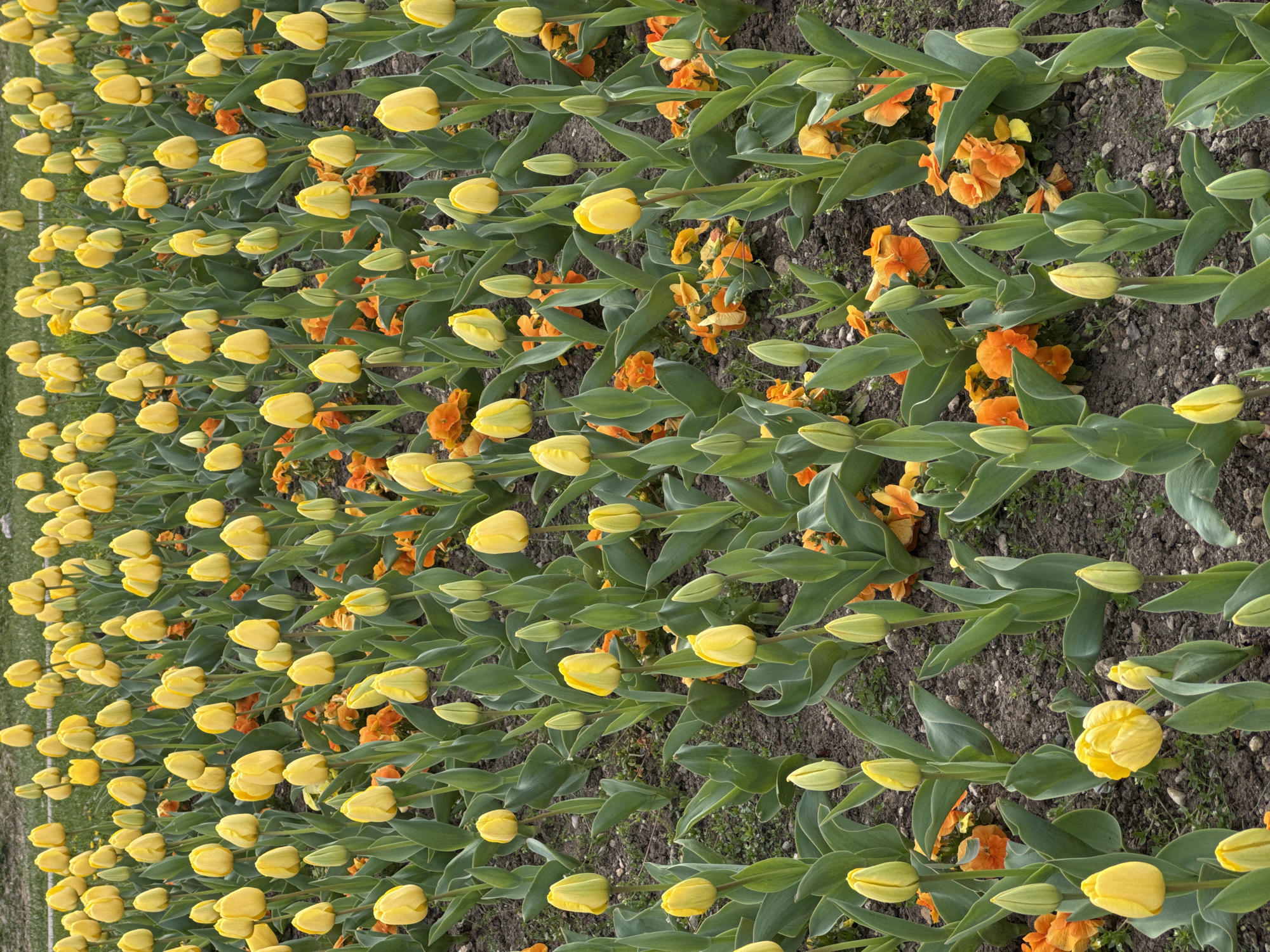 The image shows a field of yellow tulips interspersed with orange flowers. The ground appears to be soil. The location is unknown and cannot be determined from the image. There are no people visible in the image.