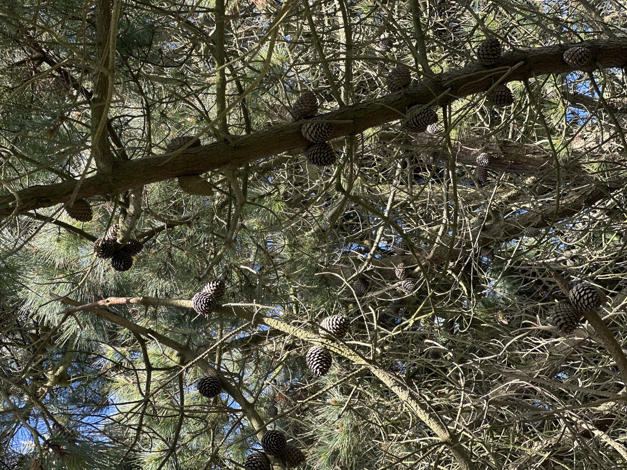 The image shows a close-up, upward view into the dense branches of a pine tree heavily laden with pine cones. The branches are mostly bare, suggesting it could be winter or early spring. There are several pine cones clearly visible, some clustered together on the branches. Glimpses of a pale blue sky are visible through the gaps in the branches. The location is assumed to be within Folkestone and Hythe District, United Kingdom, based on prior information, but there are no specific features in the image to confirm this. There are no people or animals visible.