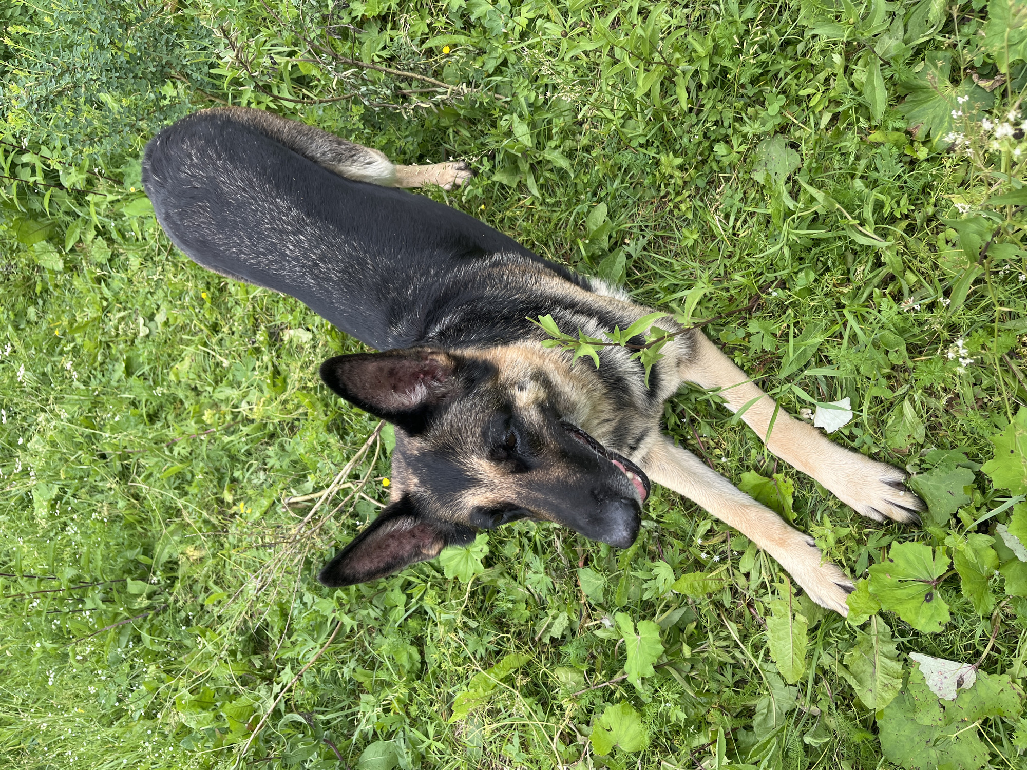 A German Shepherd dog lies on its back in a grassy field, with its head tilted to the side and its mouth slightly open, appearing relaxed. The dog has black and tan fur, with its paws splayed out in front of it. The grass is a mixture of green and yellow, with some wildflowers interspersed. The setting appears to be a rural or park-like area in Nizhny Tagil, Russia, during daylight hours. The weather is likely warm and pleasant, as the dog is lying comfortably on the grass. There is no visible text in the image.