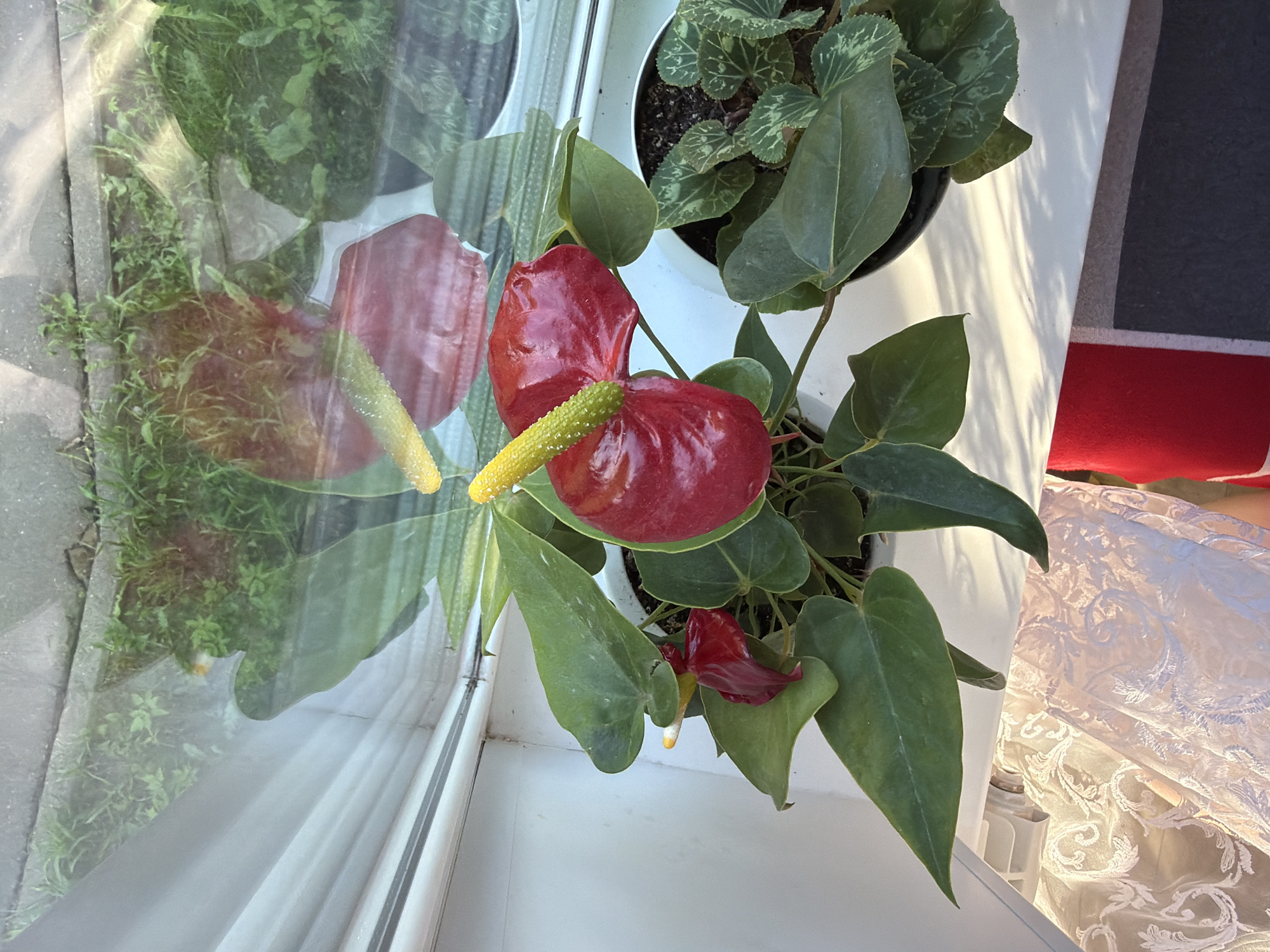 An overhead shot of two potted plants sits on a windowsill. The plant on the left has large, glossy green leaves and several red spathes with yellow spadices. The plant on the right has smaller, variegated green and white heart-shaped leaves. Both plants are in white pots. The windowsill itself is white, and a light-colored, ornate fabric is draped over the front of it. Through the window, reflections of outdoor greenery and pavement are visible. The lighting suggests it is either early morning or late afternoon.