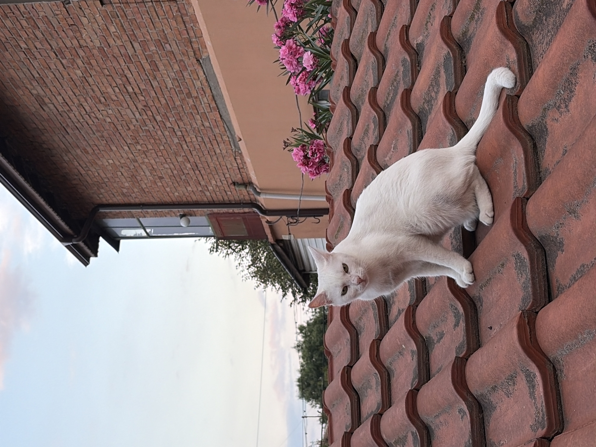 A white cat sits on a red tile roof. The cat is facing the viewer with green eyes and a pink nose. Its body is mostly white, with some light gray markings on its face. The roof is covered in red tiles that are slightly weathered. In the background, there is a brick building with a pink facade and some pink flowers. The sky is light blue with a few wispy clouds. The scene appears to be in a residential area.