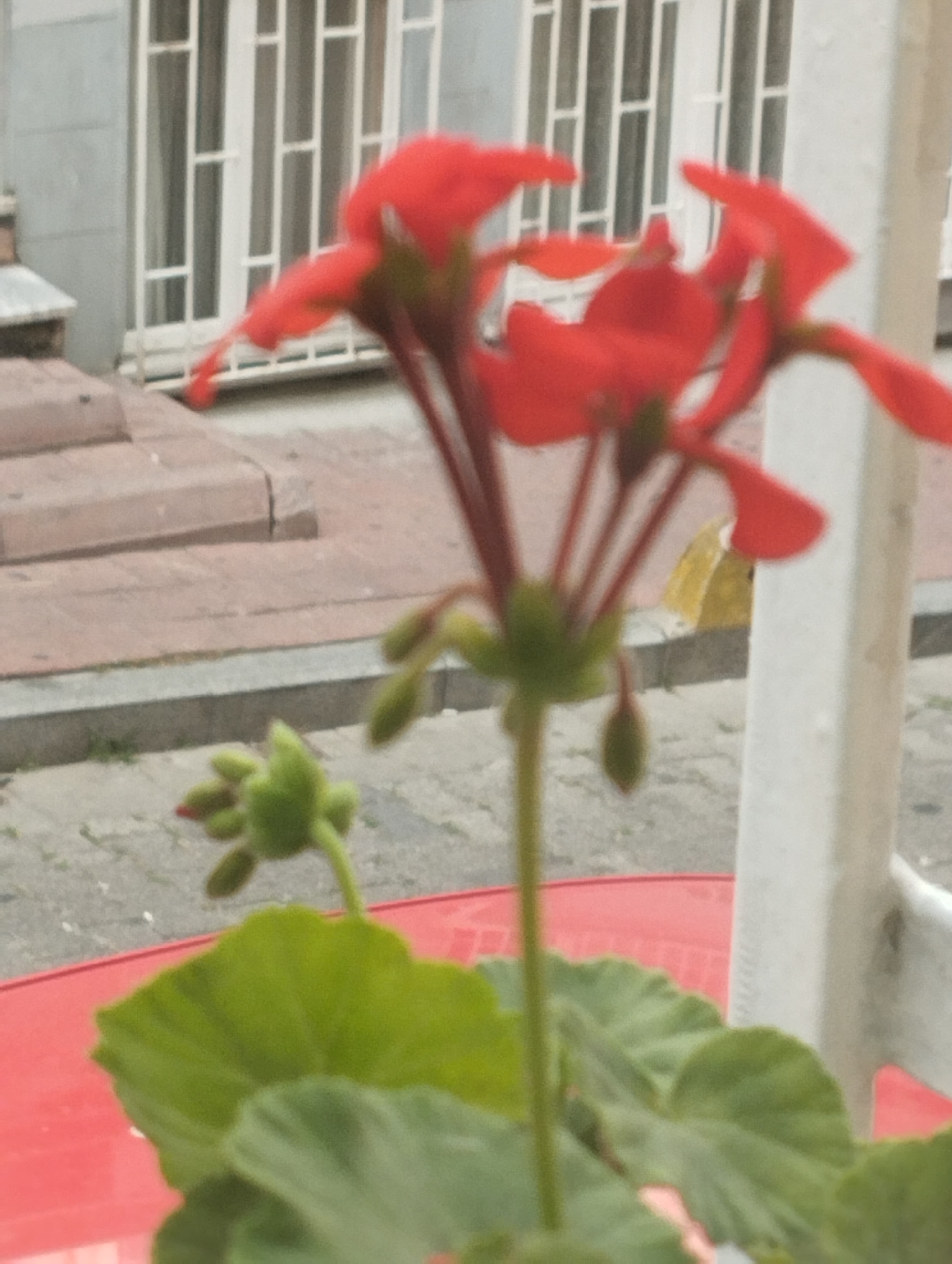A close-up, slightly out-of-focus shot shows a bright red flower with multiple petals and green buds. The flower is in the foreground, with its stem and leaves visible. In the background, a gray building with white-framed windows and red brick steps are visible. A yellow butterfly is perched on the side of the building. The scene appears to be outdoors, possibly in a city park or garden. The presence of the building and street suggests an urban environment. It is not possible to determine the specific location in Istanbul from the image alone.