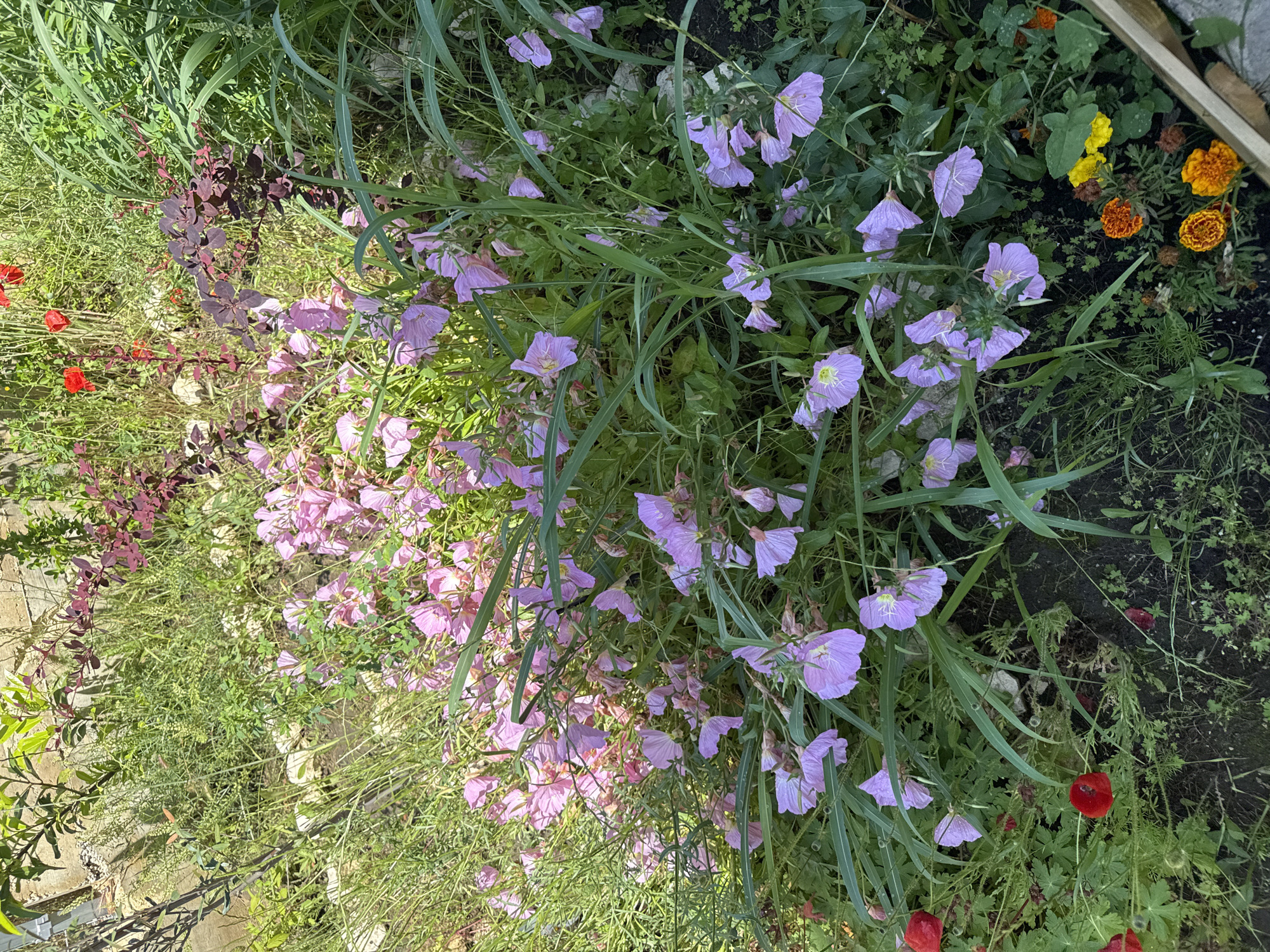 This image captures a close-up, vibrant view of a diverse garden or flower bed, filled with various plants and blossoms under natural sunlight.
The dominant feature is a large cluster of light purple to pink flowers, resembling evening primrose, which are spread across the center and right side of the frame. These delicate flowers have visible yellow centers and are interspersed with numerous long, slender green leaves, possibly from grasses or similar plants.
Further enriching the scene are bright red poppies, primarily visible on the left side and in the bottom right corner, adding a striking color contrast. In the top right portion of the image, there is a small grouping of yellow and orange marigolds. A shrub with dark red or burgundy foliage is prominently featured on the left side, adding another layer of color and texture, mixing with various other green plants and ground cover.
Patches of dark soil are visible among the dense foliage. A light-colored wooden structure, possibly the edge of a raised garden bed or planter, can be seen in the top right corner.
The scene is brightly illuminated by natural sunlight, creating a cheerful and natural ambiance. There are no people or animals visible, and no specific activity is taking place other than the natural growth of the plants. No visible text is present in the image.
This garden scene is located in Varna, Bulgaria.
